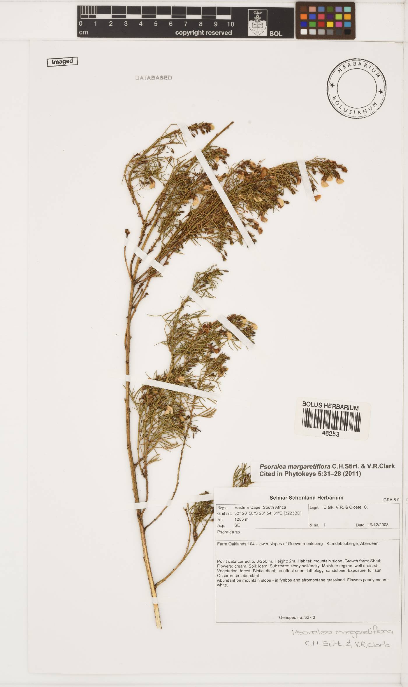 Psoralea margaretiflora image