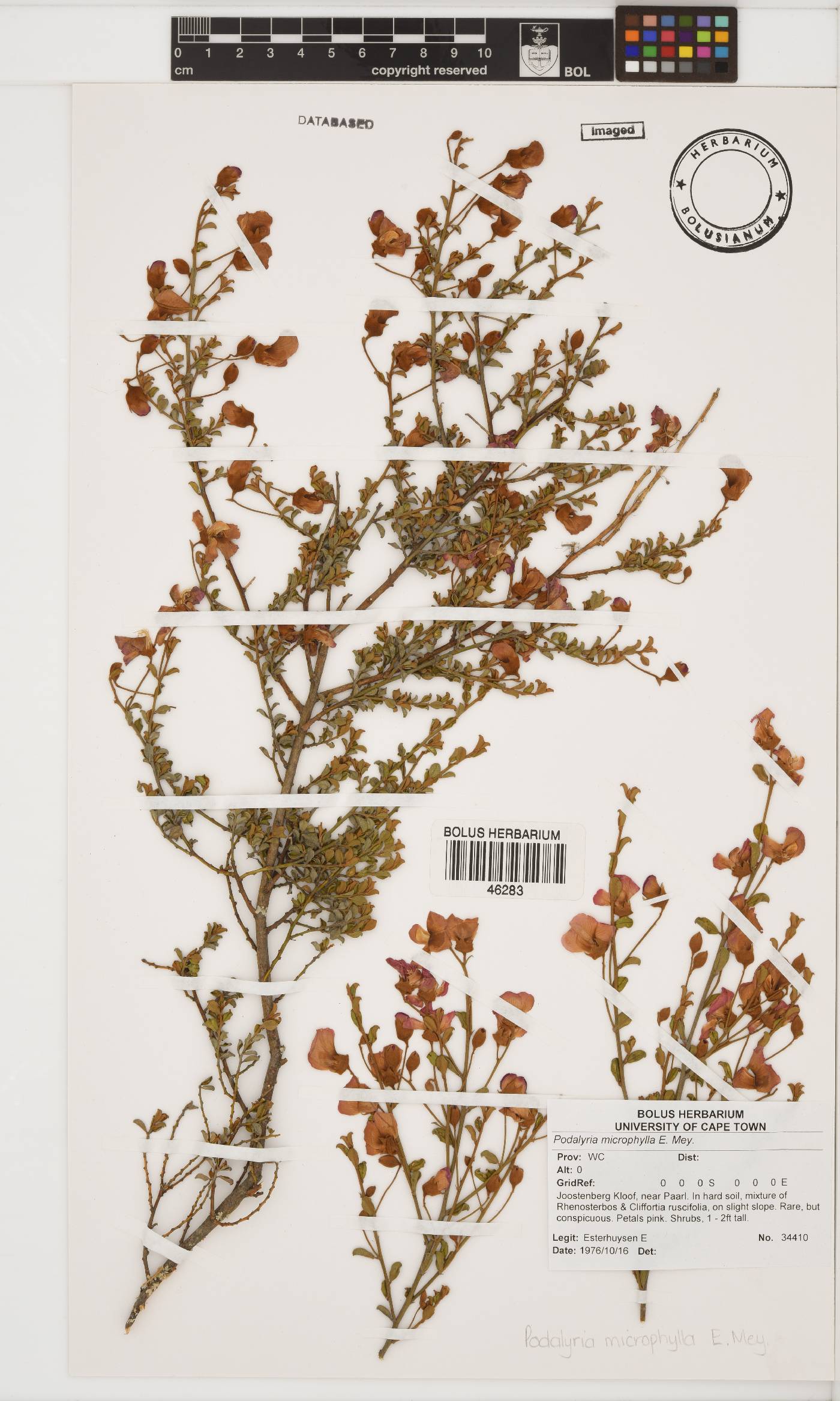 Podalyria microphylla image