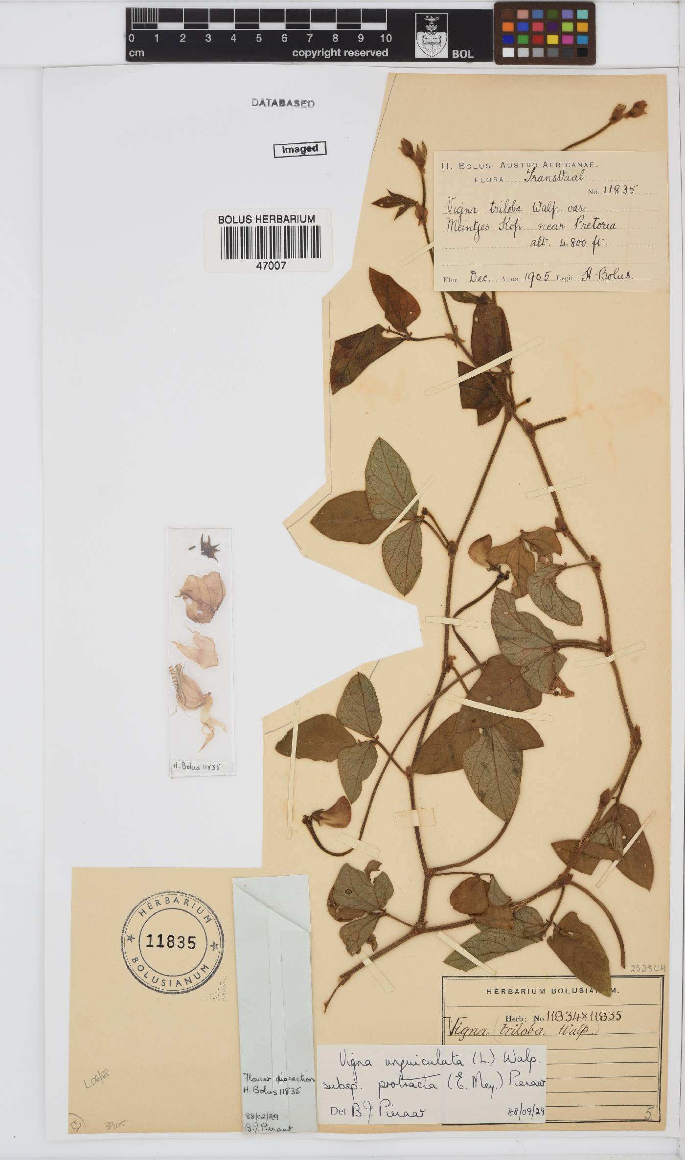 Vigna unguiculata subsp. protracta image