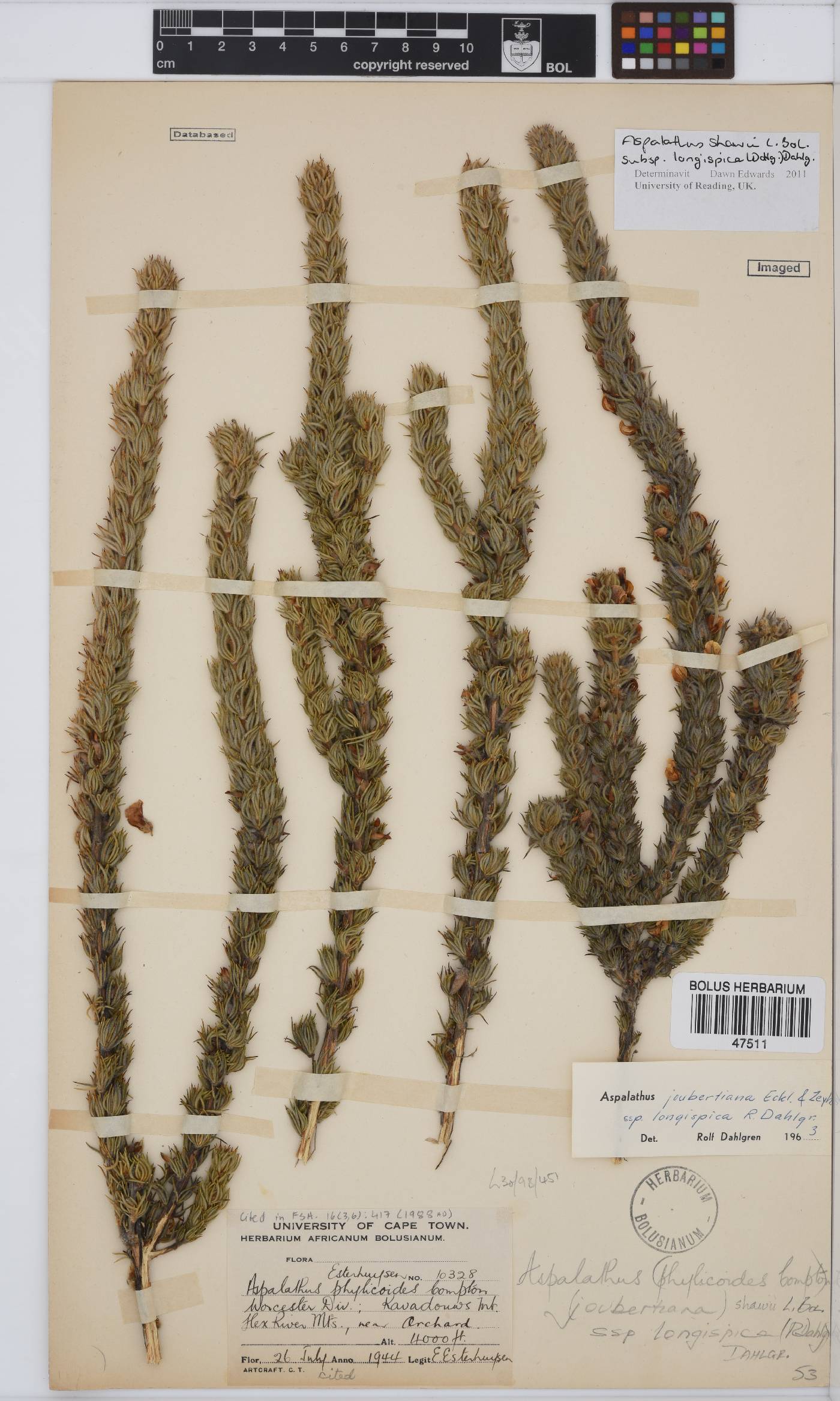 Aspalathus shawii subsp. longispica image