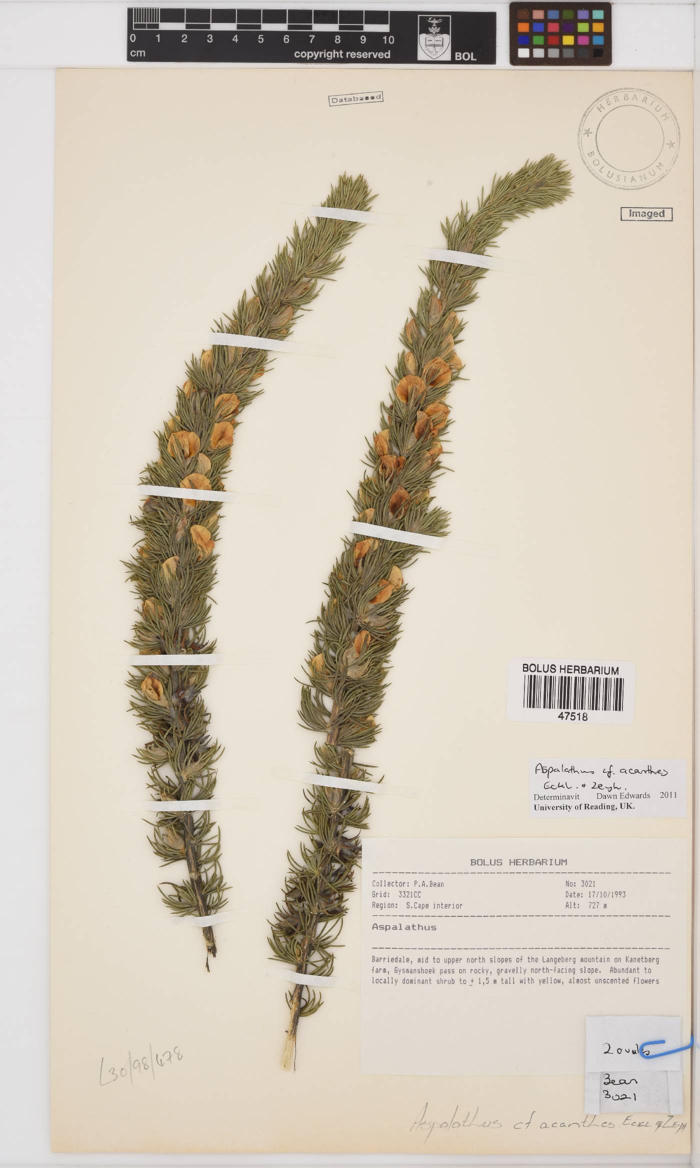 Aspalathus acanthes image