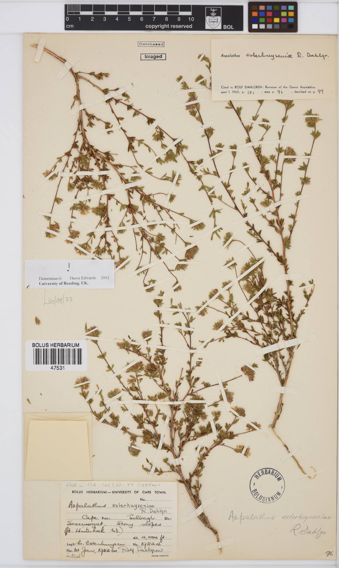 Aspalathus esterhuyseniae image
