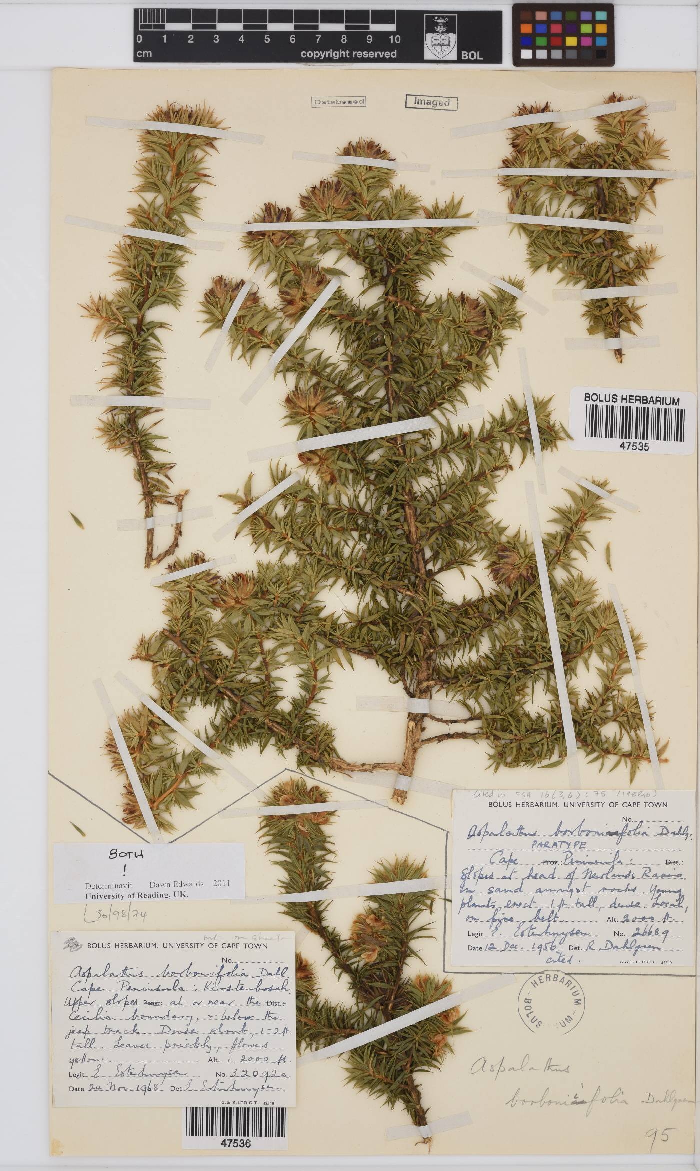 Aspalathus borboniifolia image