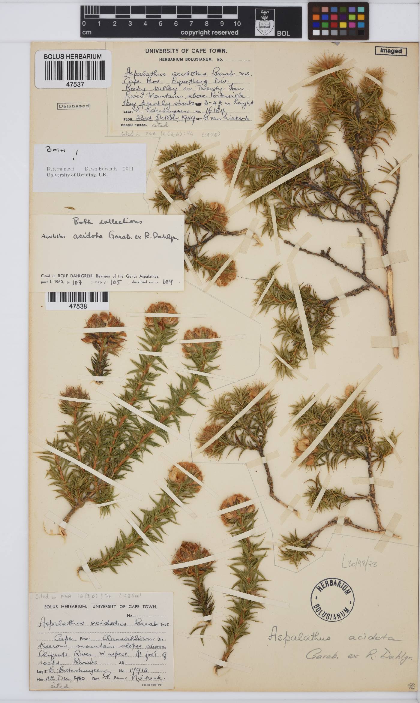 Aspalathus acidota image