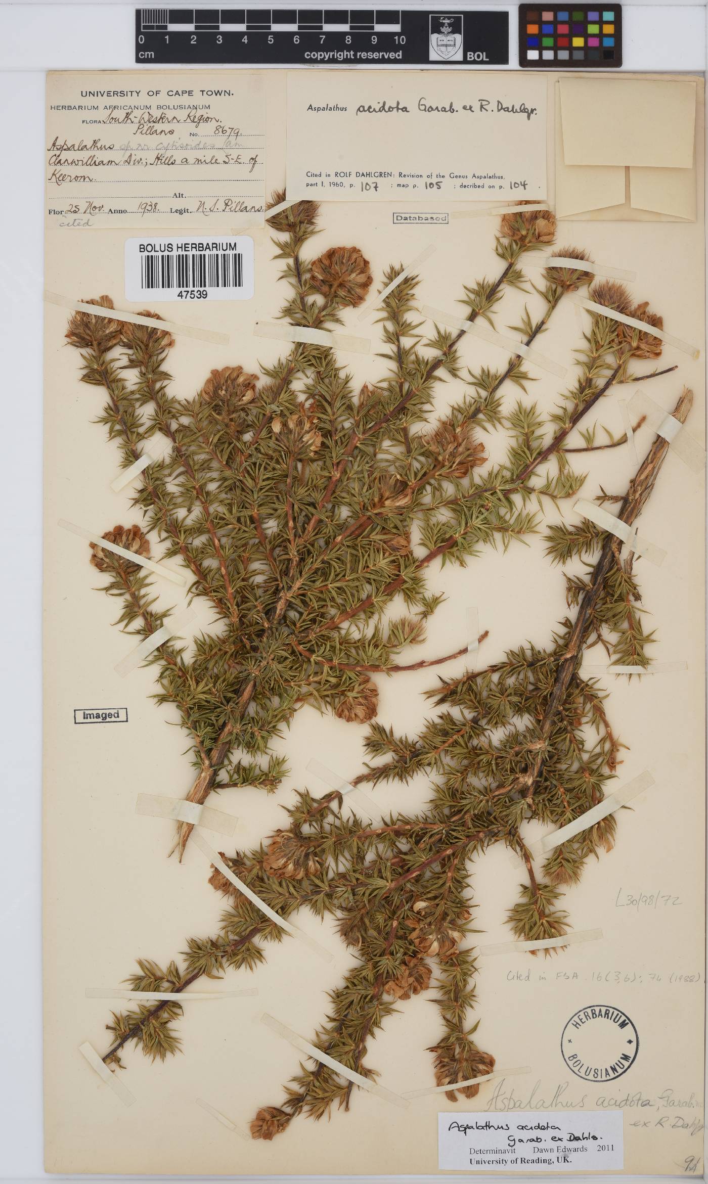 Aspalathus acidota image