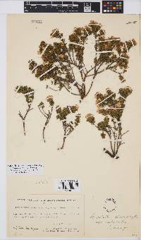 Aspalathus stenophylla image