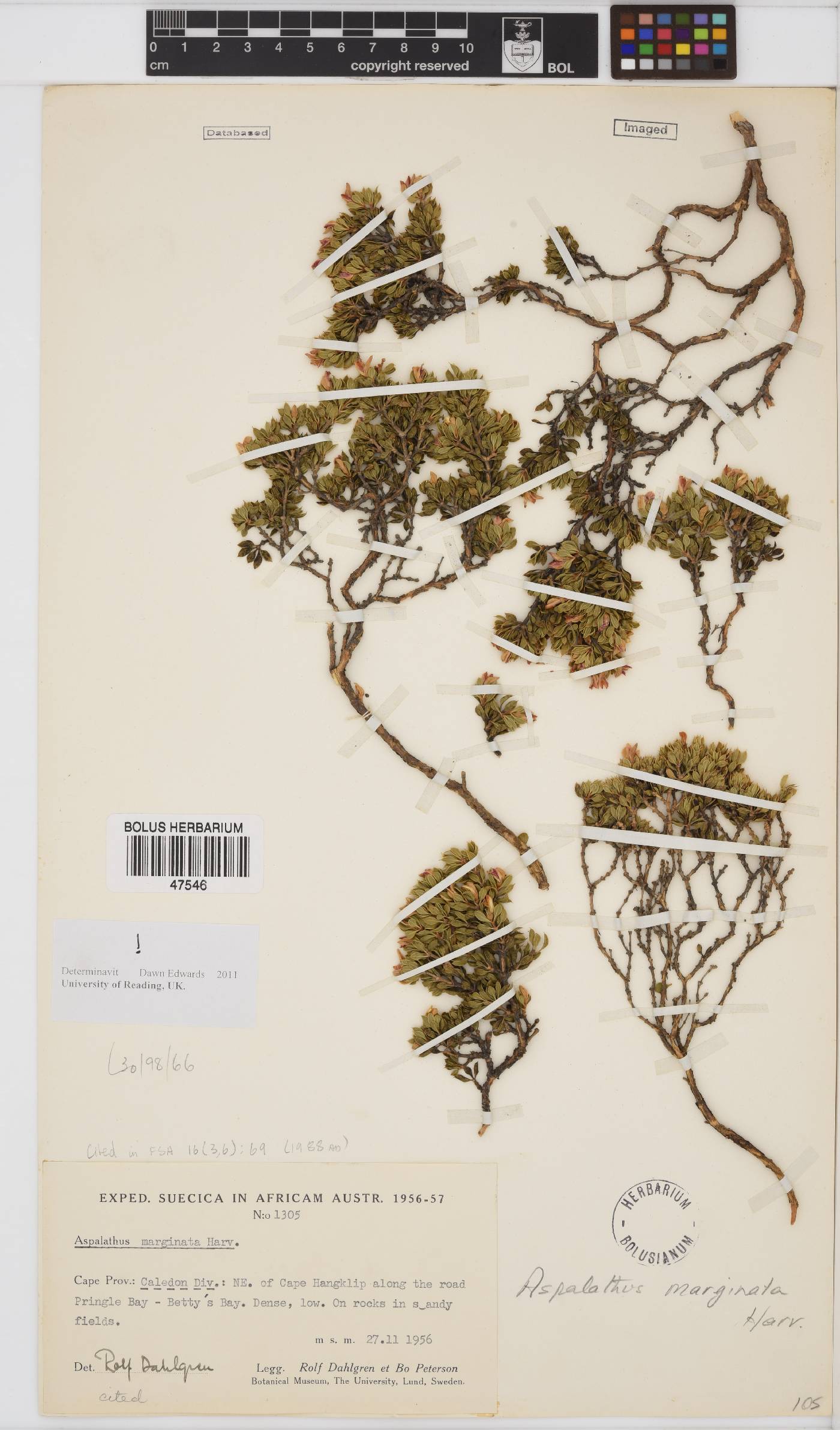 Aspalathus marginata image