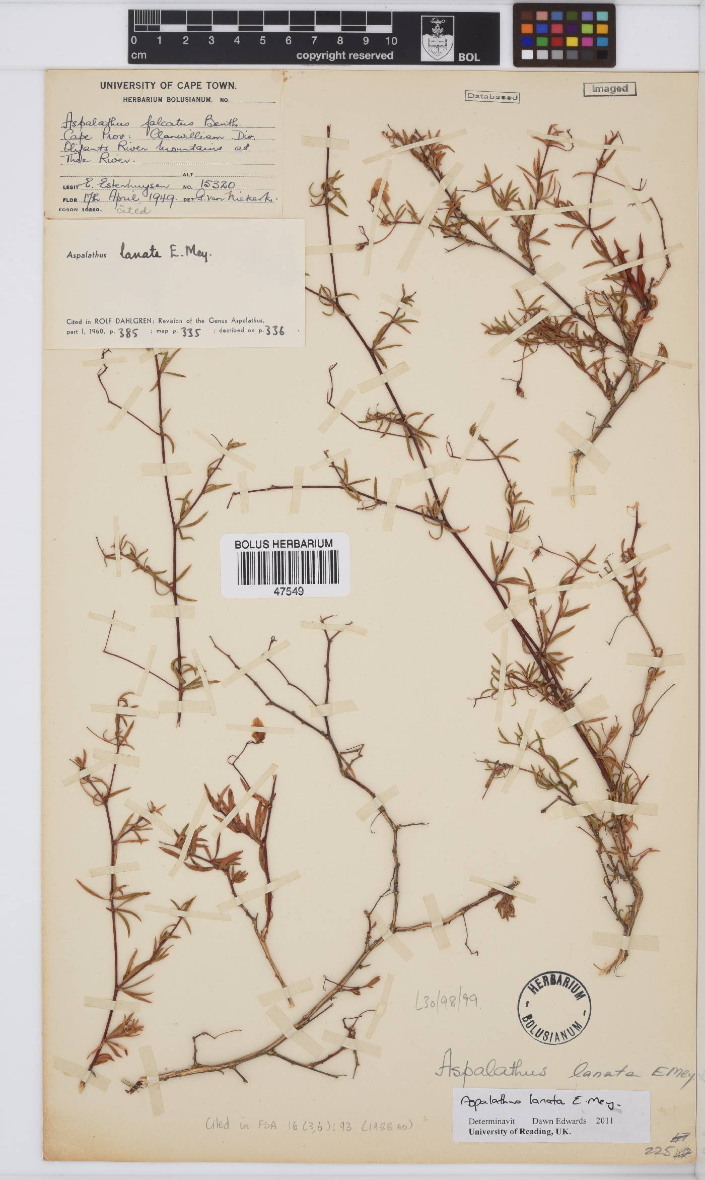 Aspalathus lanata image