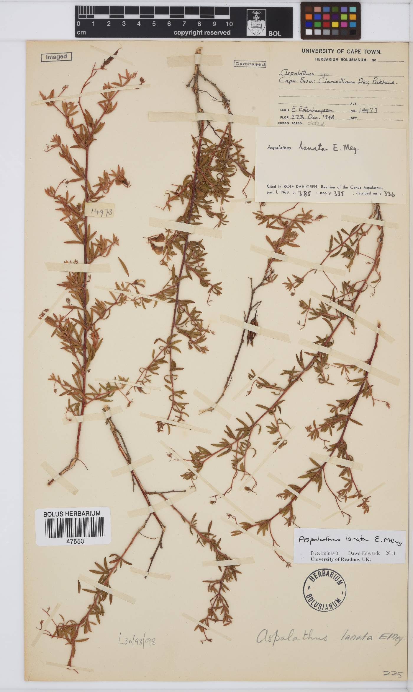 Aspalathus lanata image
