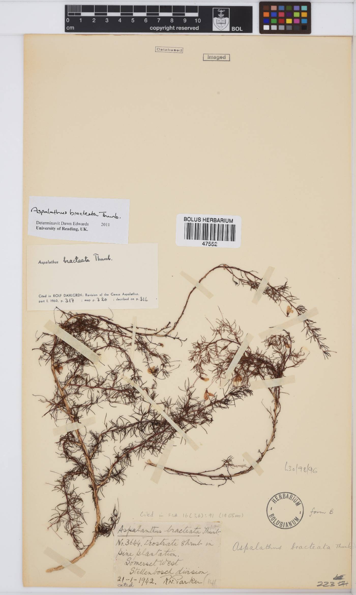 Aspalathus bracteata image