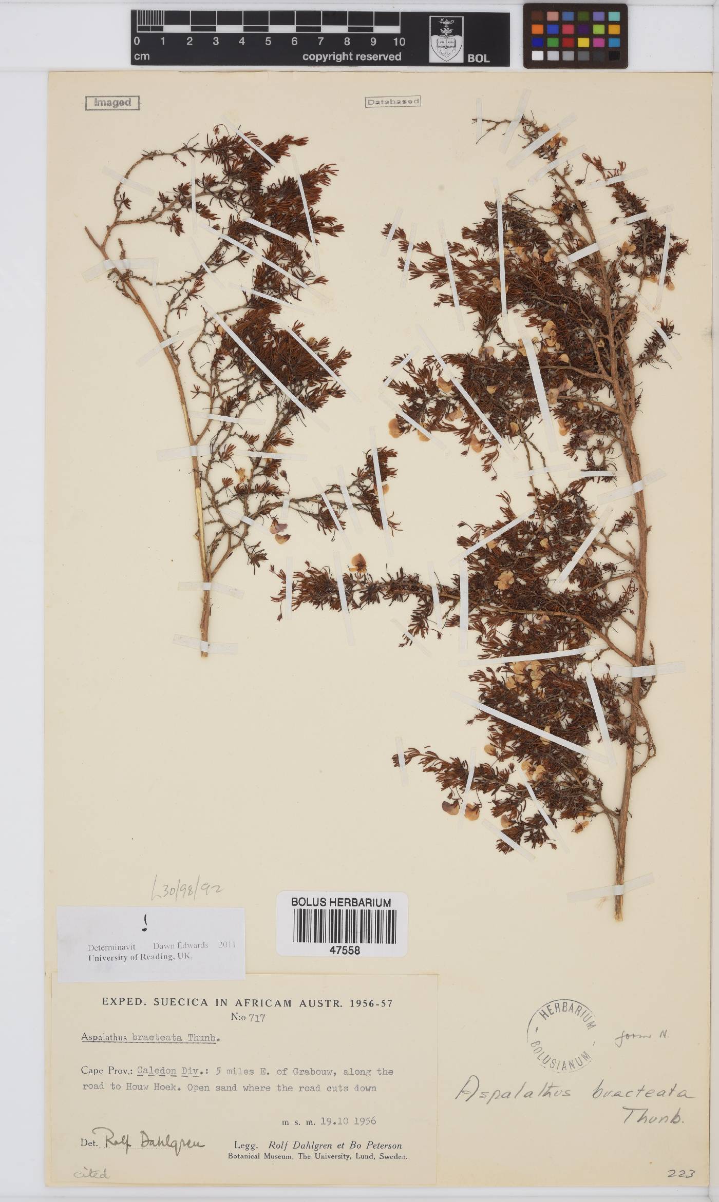 Aspalathus bracteata image