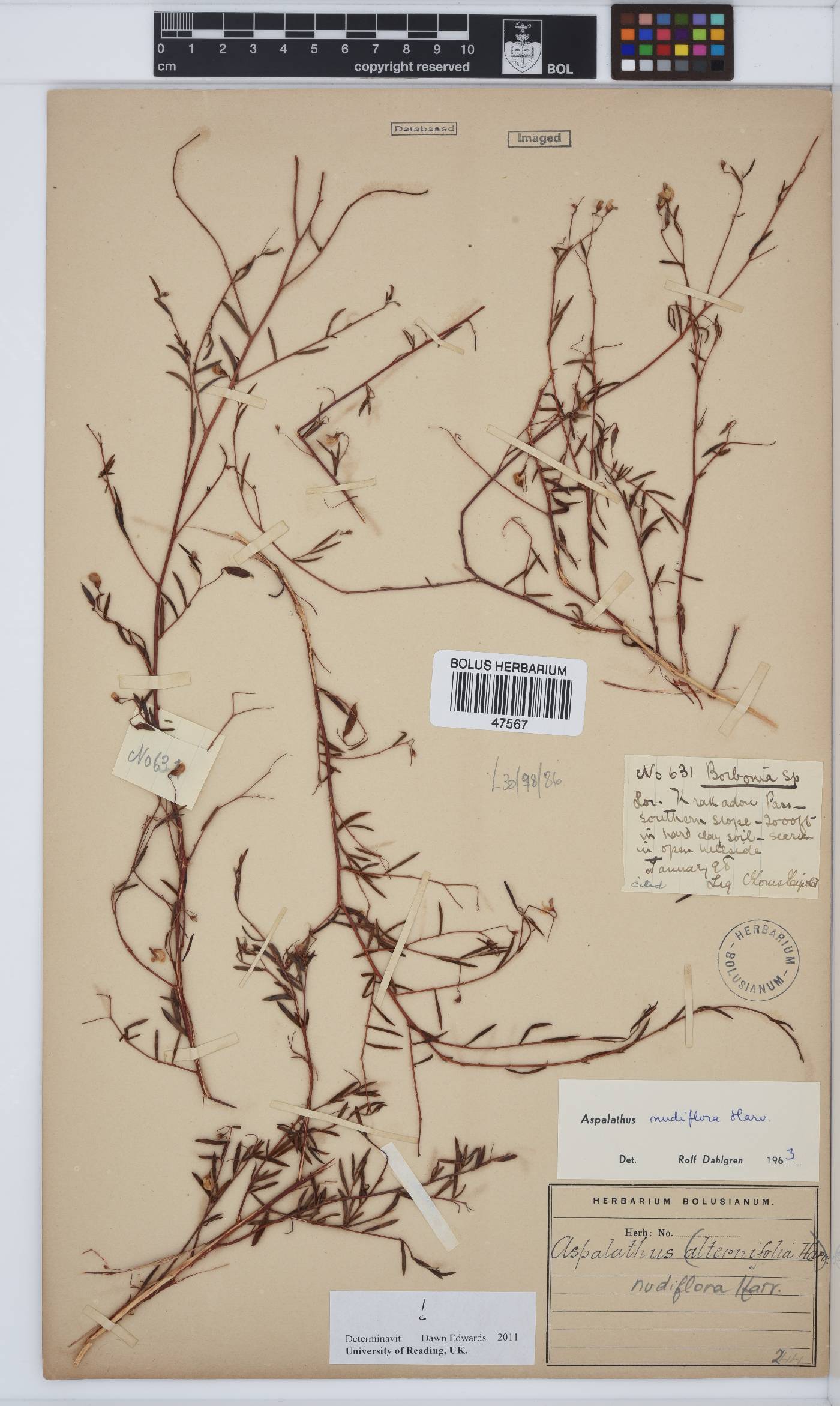 Aspalathus nudiflora image