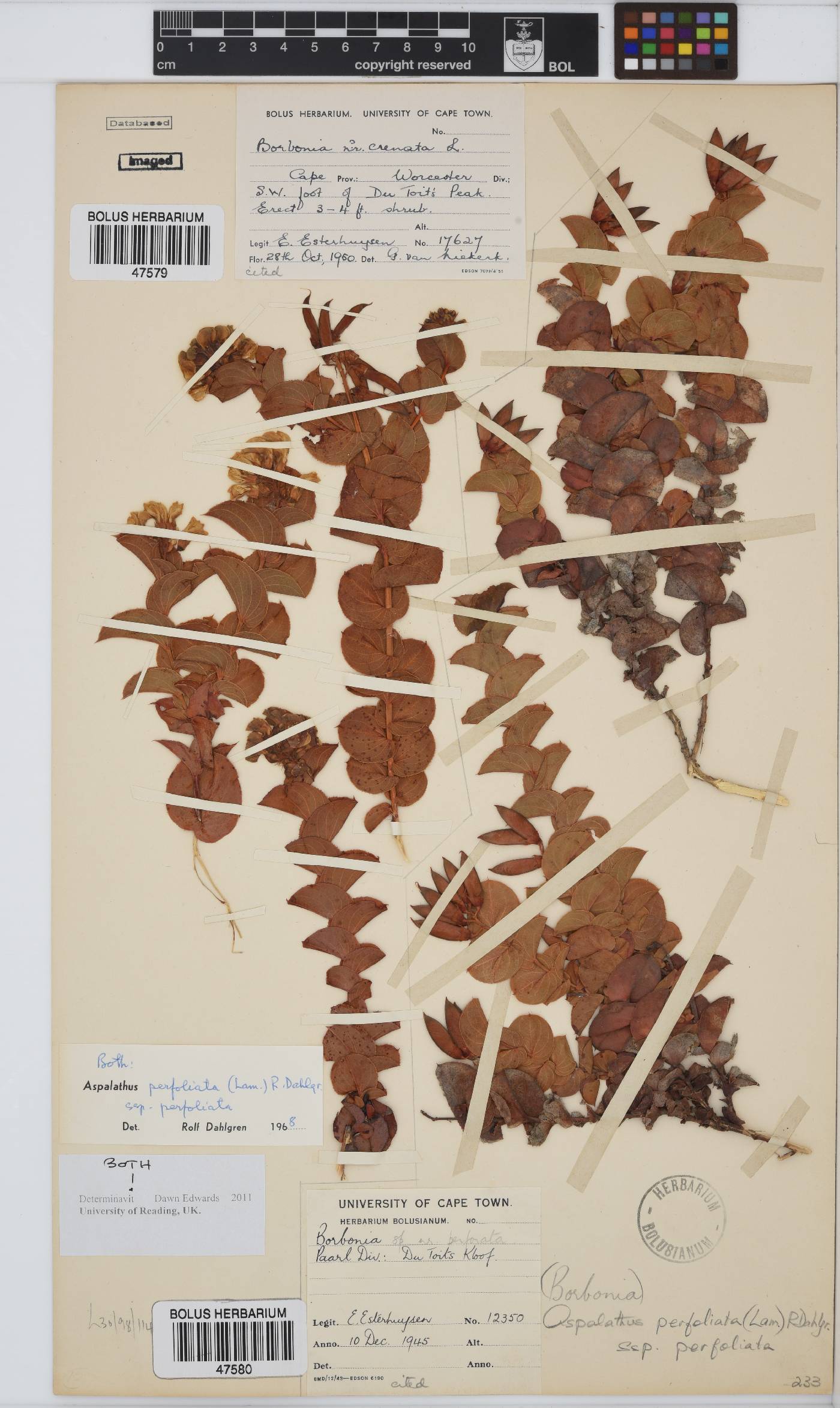 Aspalathus perfoliata subsp. perfoliata image