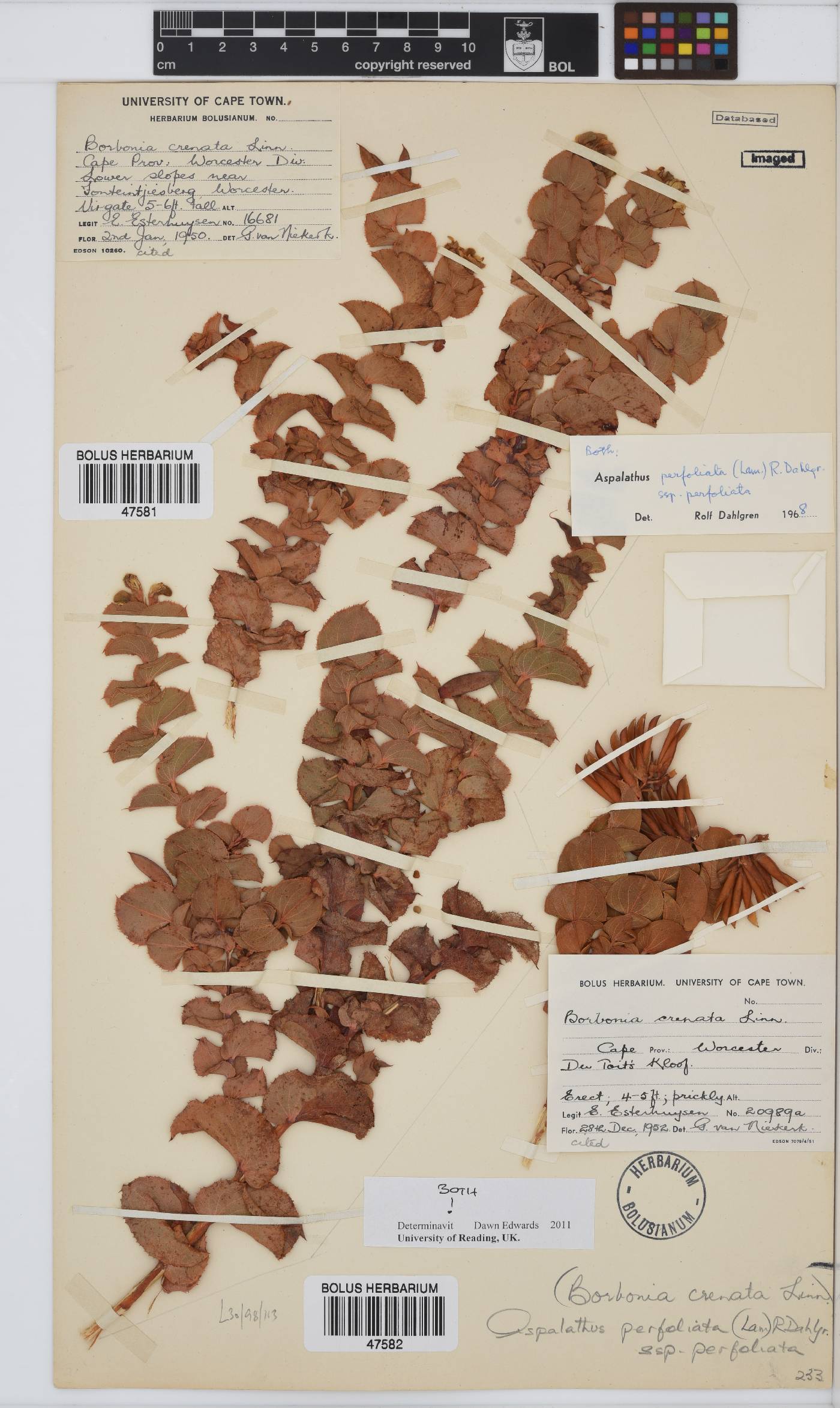 Aspalathus perfoliata subsp. perfoliata image