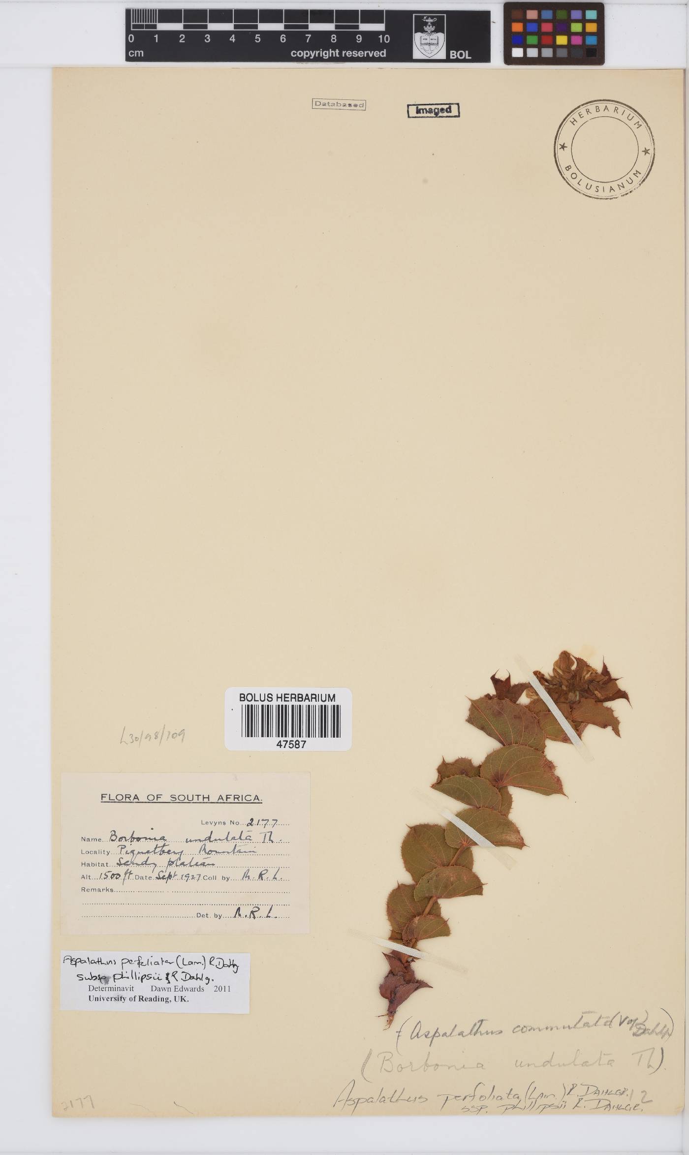 Aspalathus perfoliata image