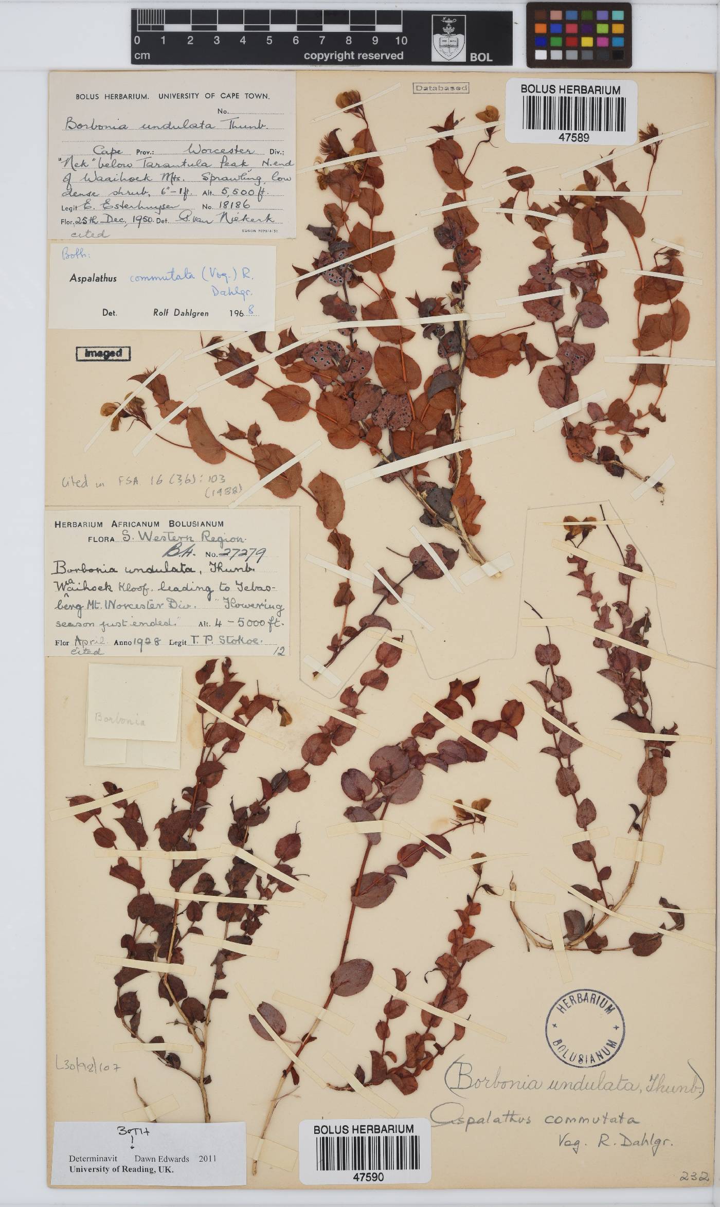Aspalathus commutata image
