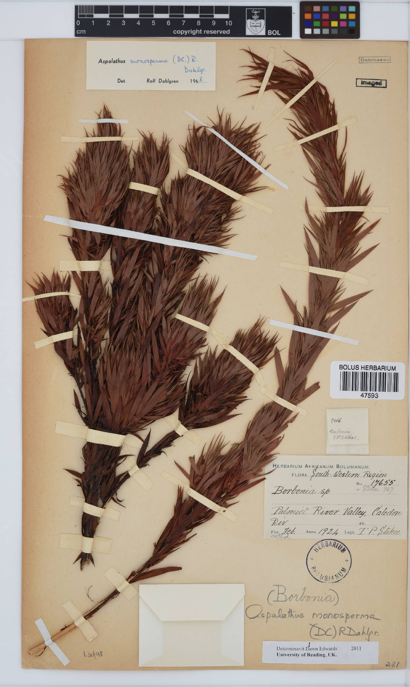 Aspalathus monosperma image