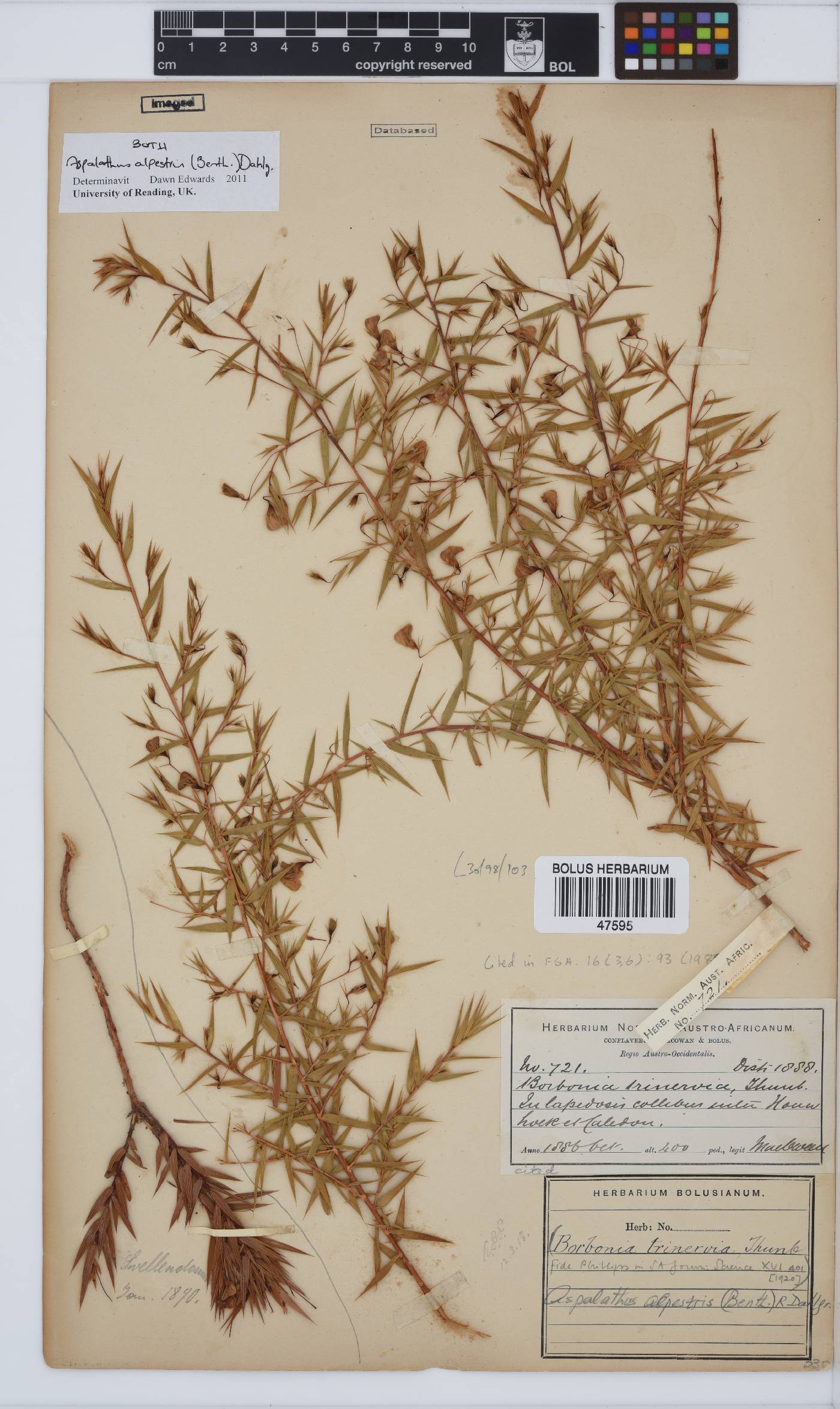 Aspalathus alpestris image