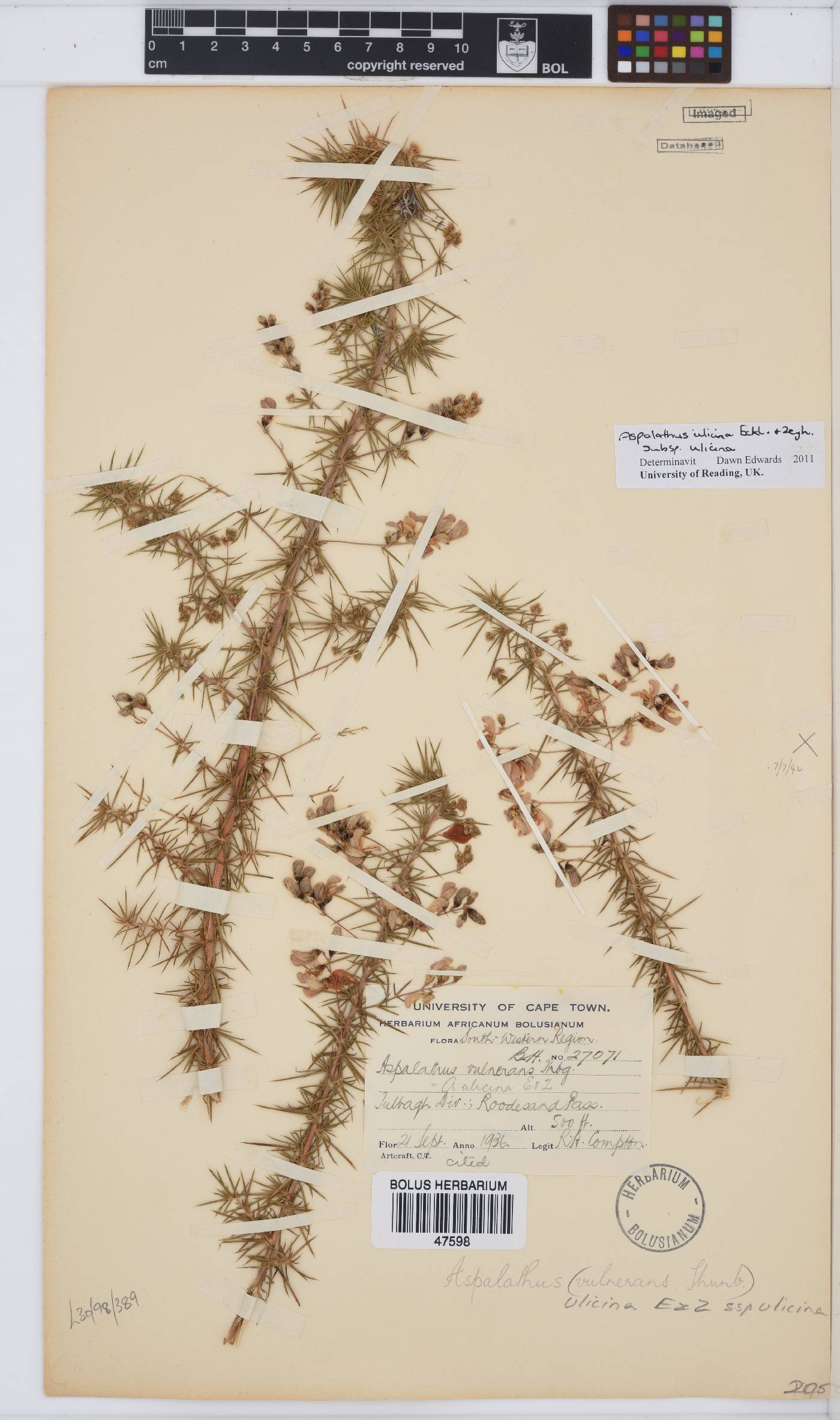 Aspalathus ulicina image