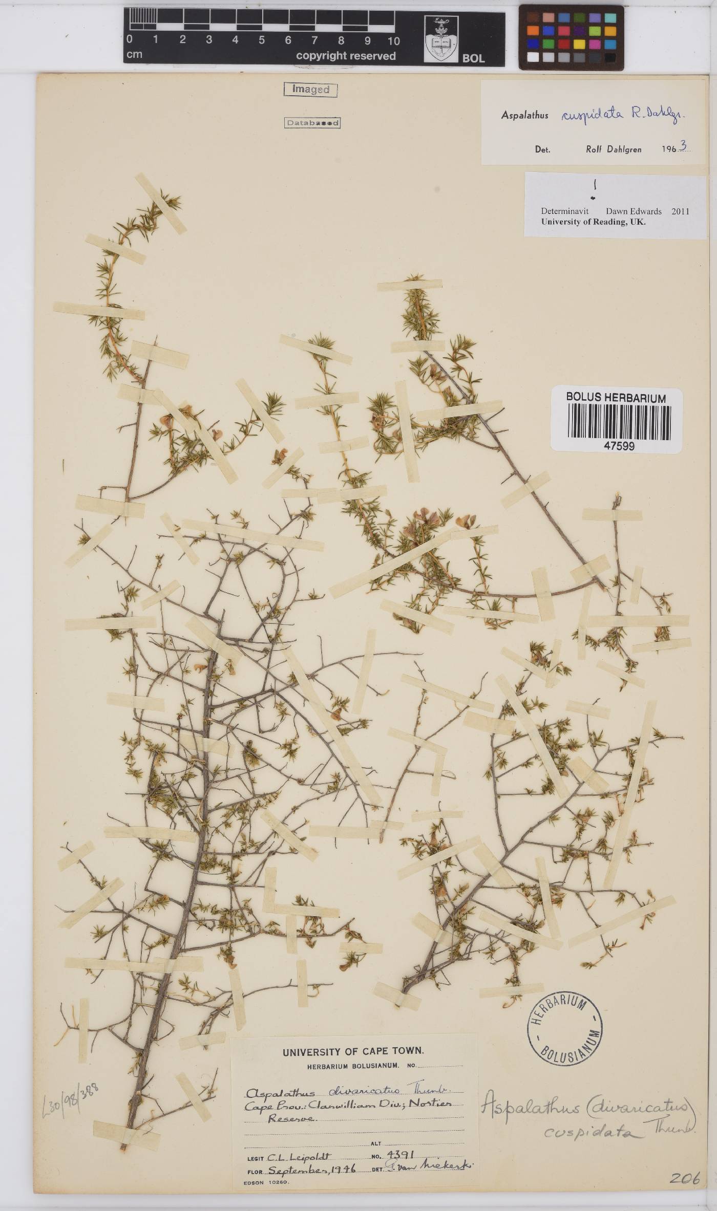 Aspalathus cuspidata image