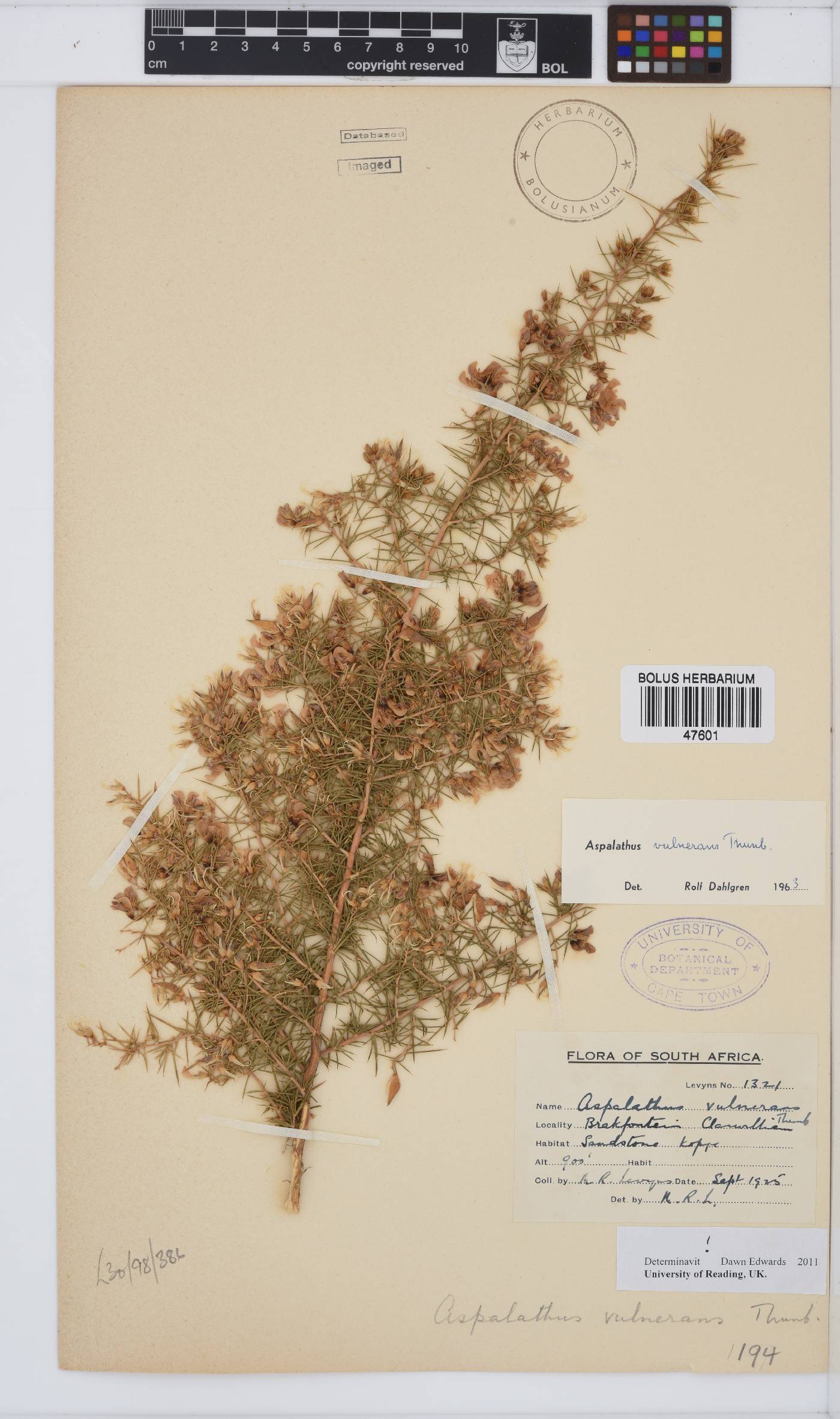 Aspalathus vulnerans image