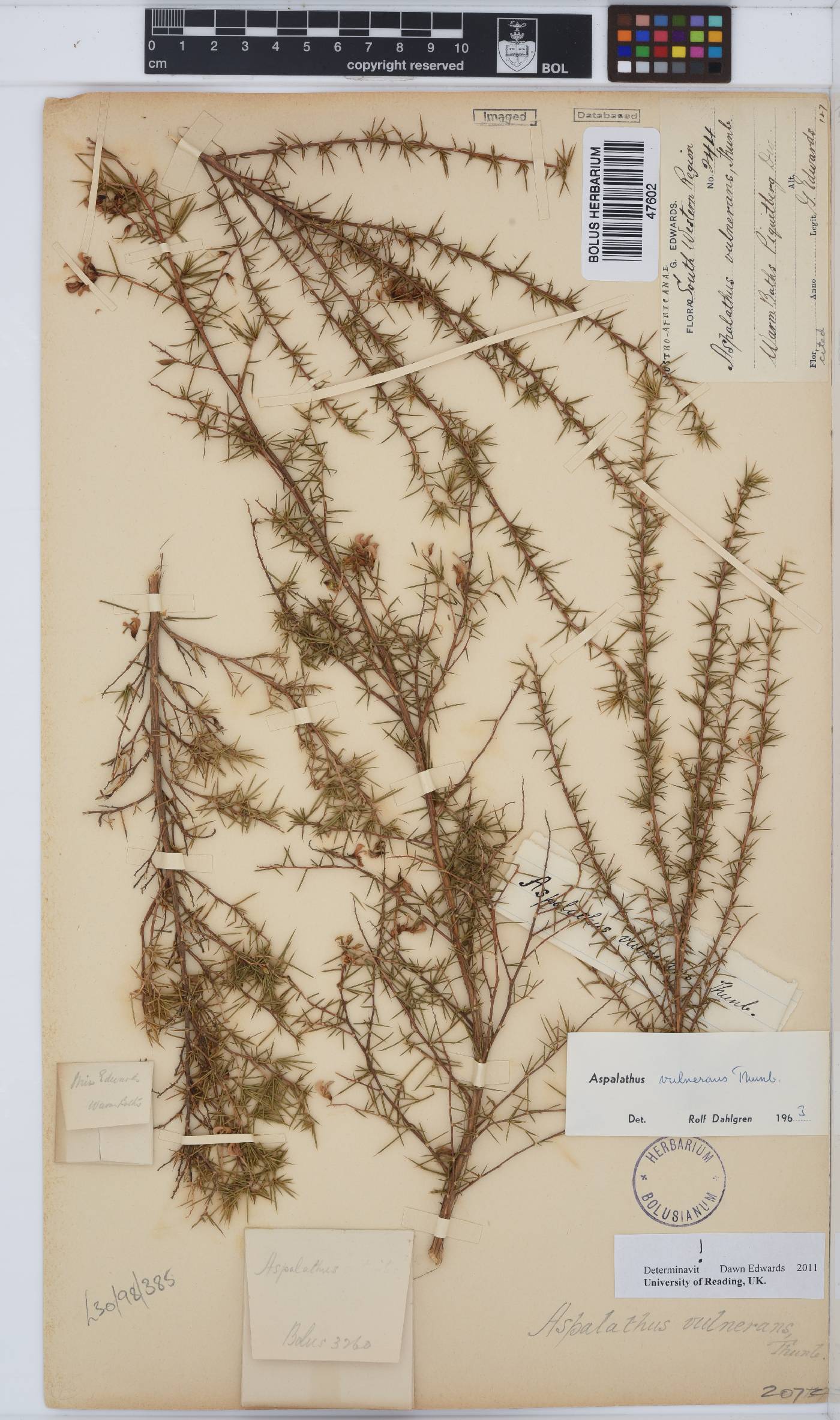 Aspalathus vulnerans image