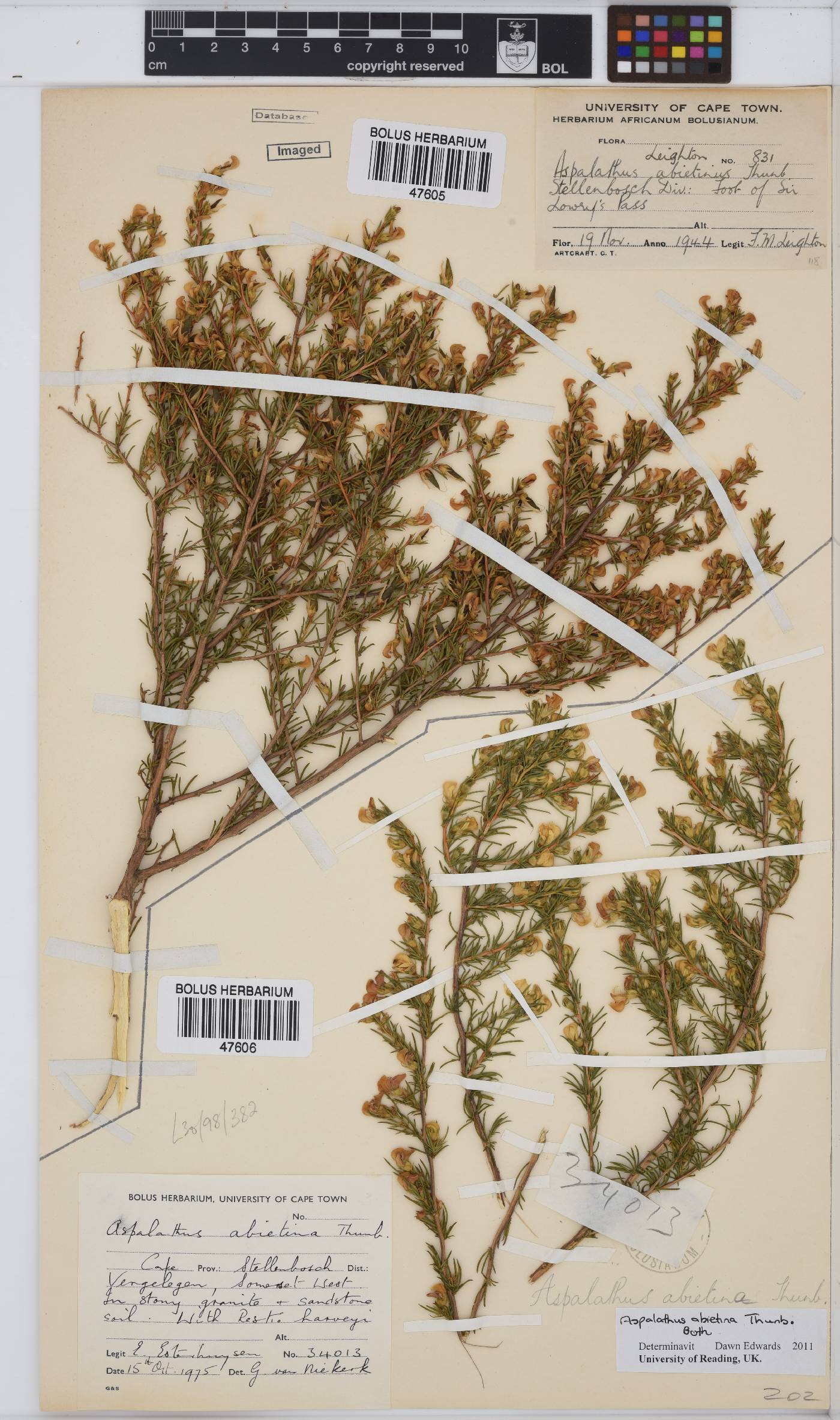 Aspalathus abietina image