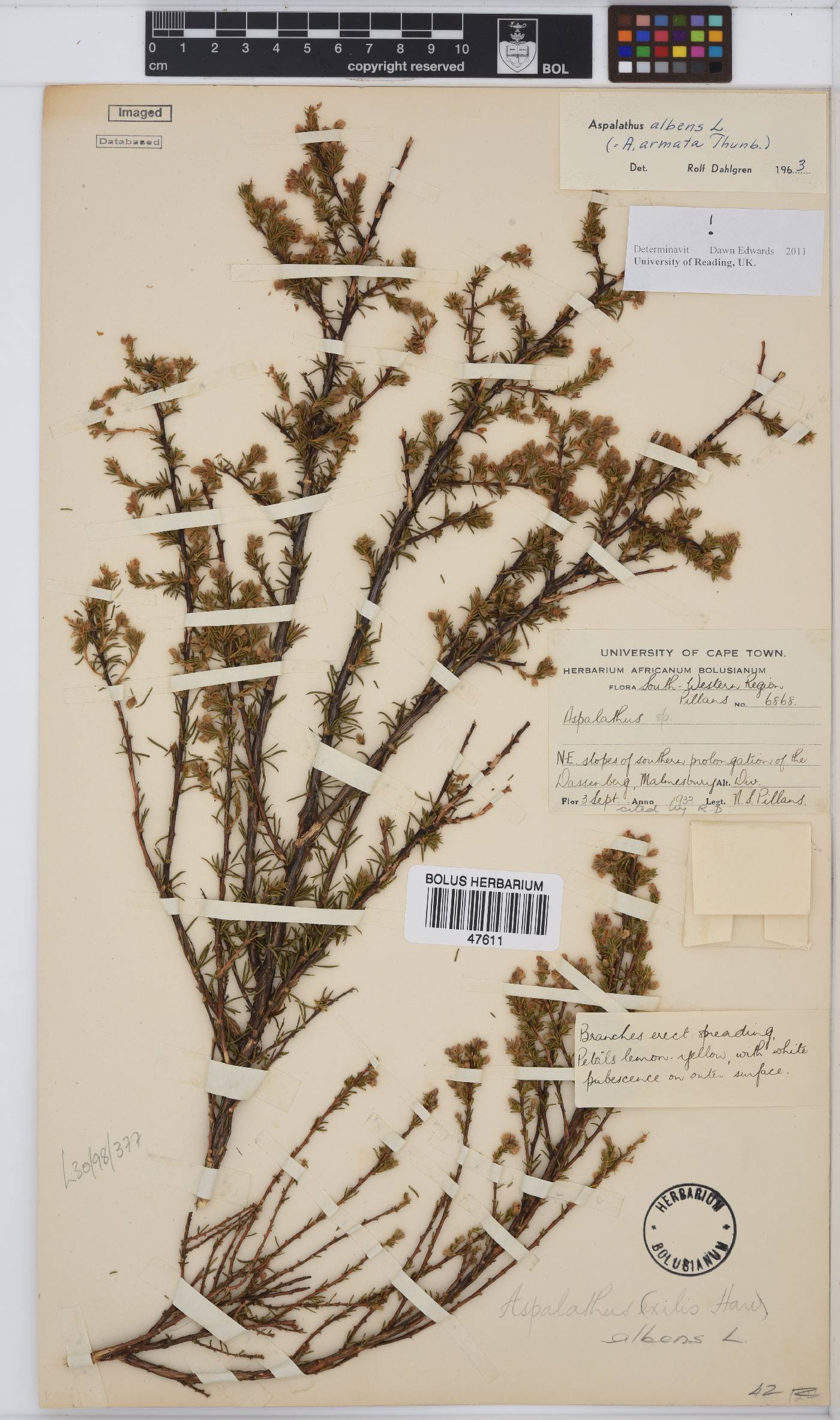 Aspalathus albens image