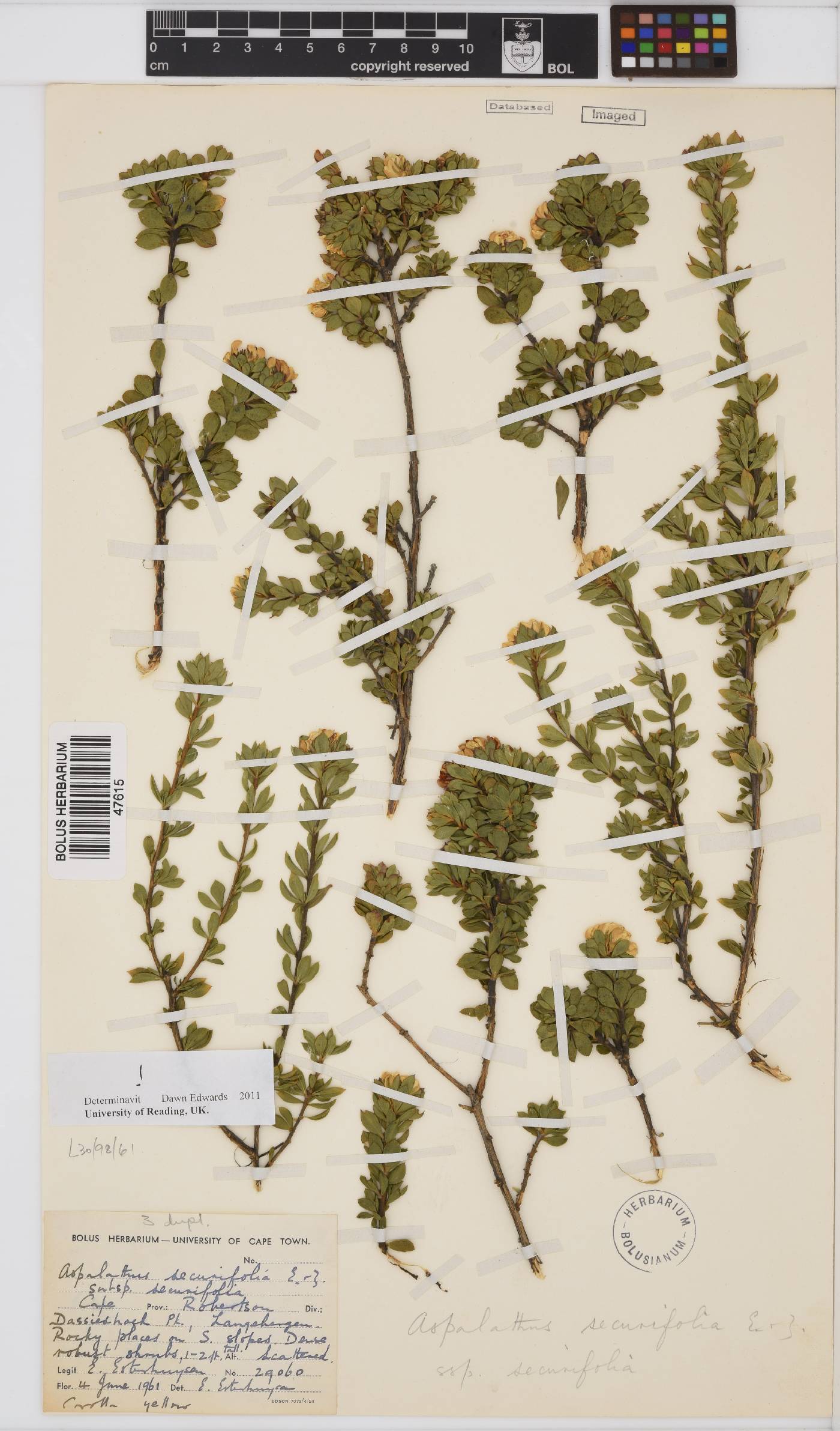 Aspalathus securifolia image