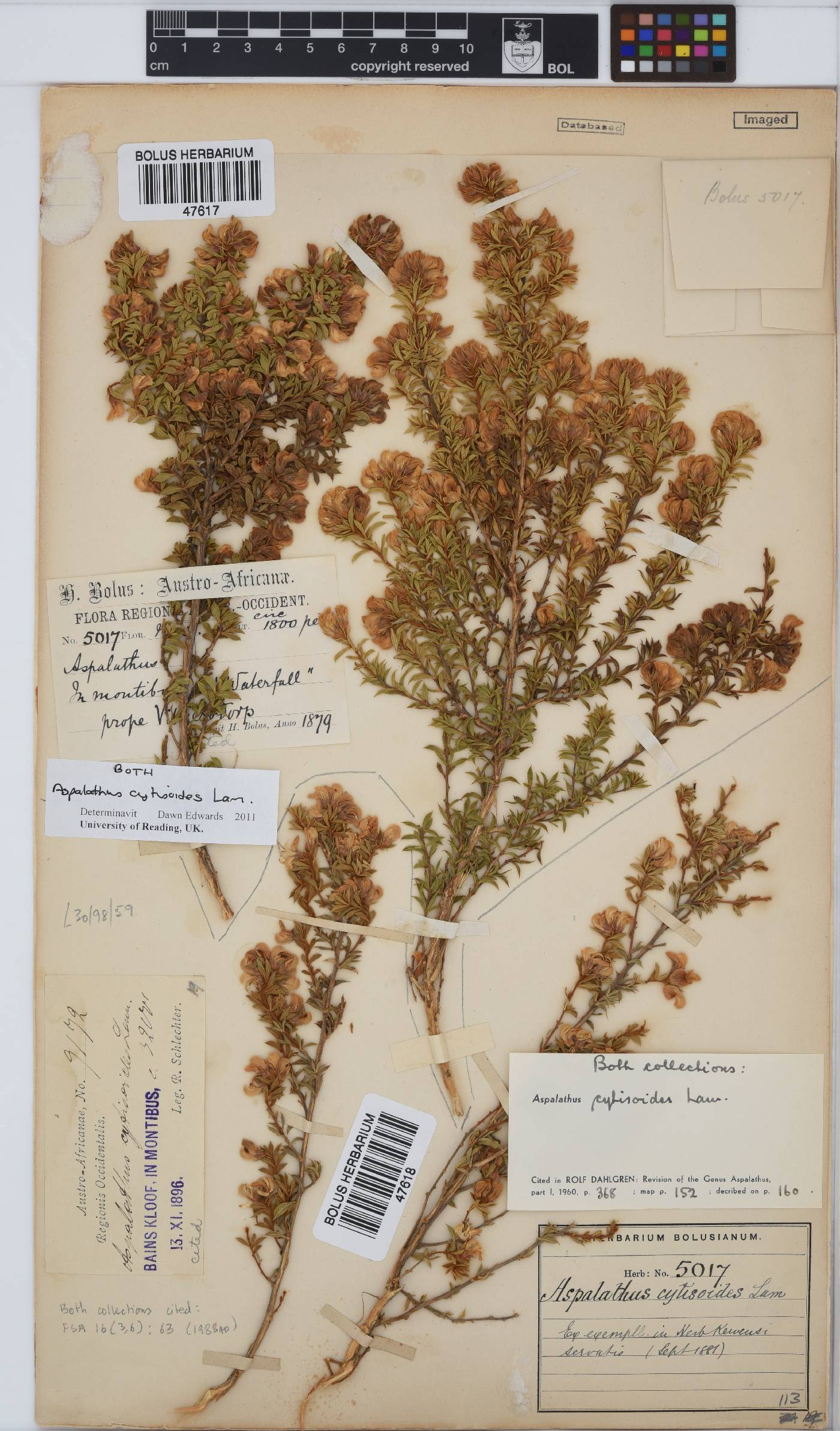 Aspalathus cytisoides image