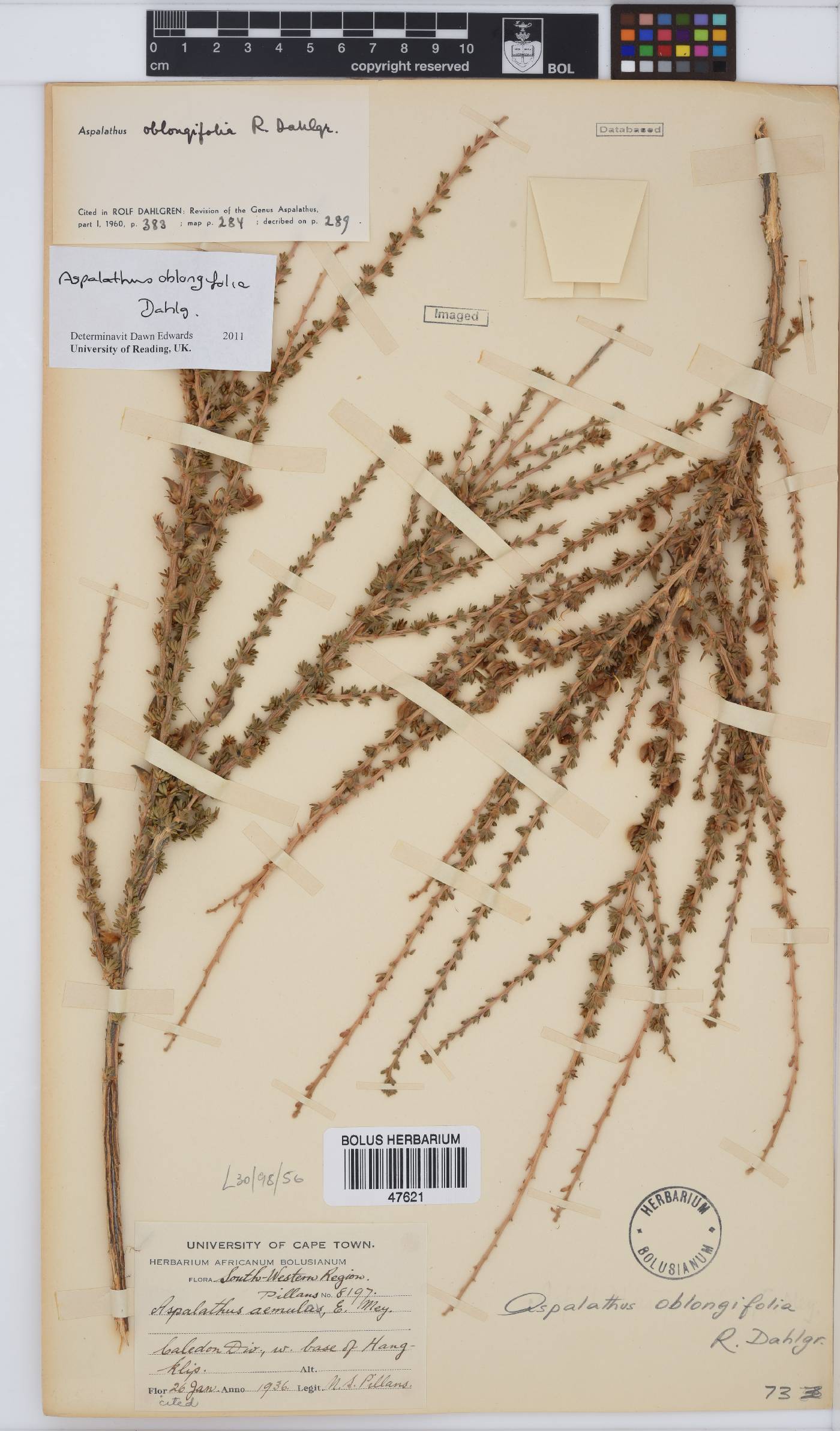Aspalathus oblongifolia image