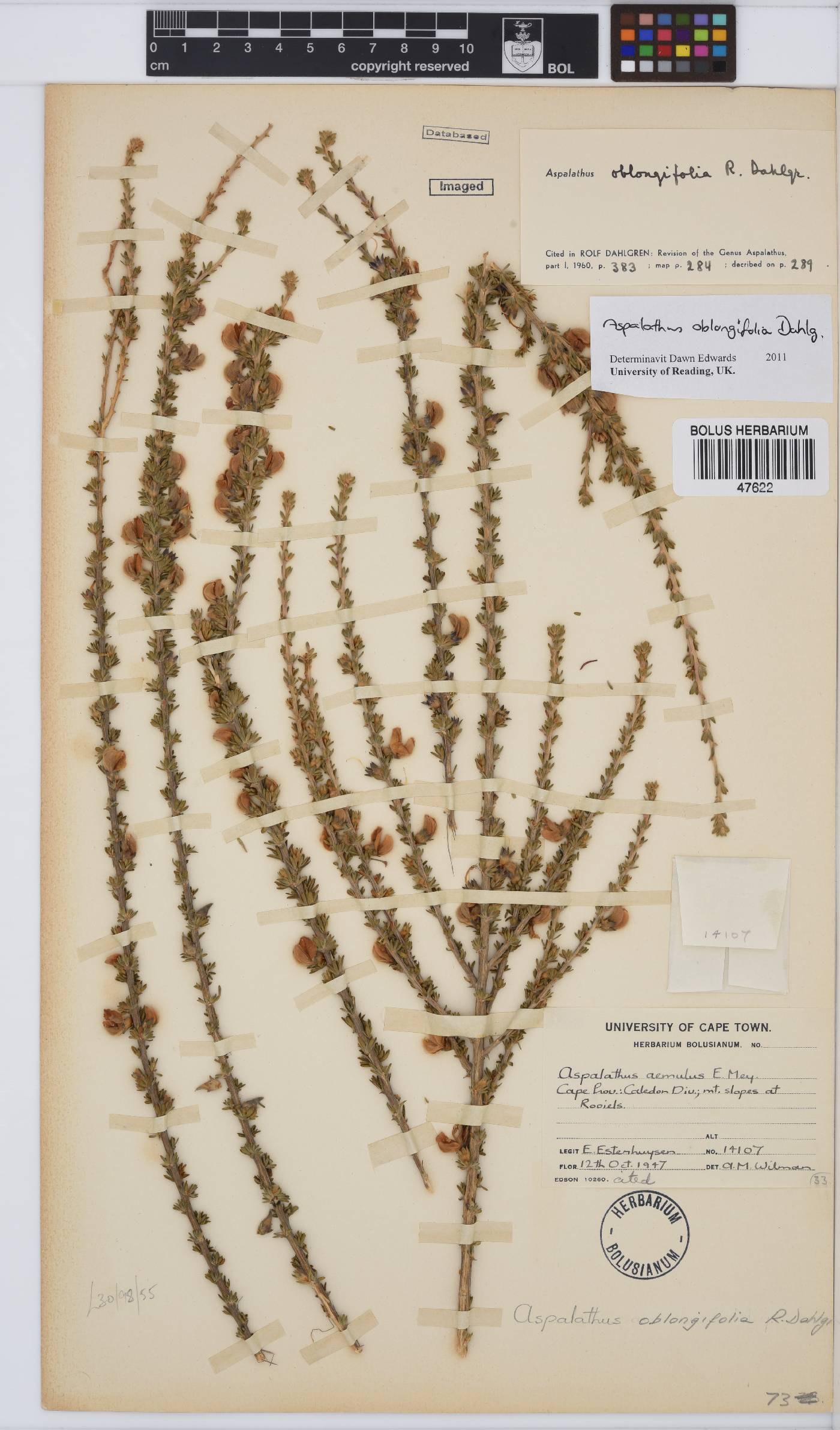 Aspalathus oblongifolia image