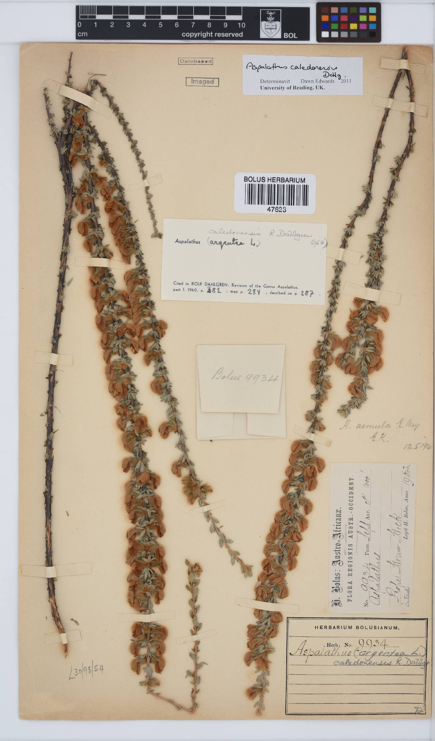 Aspalathus caledonensis image