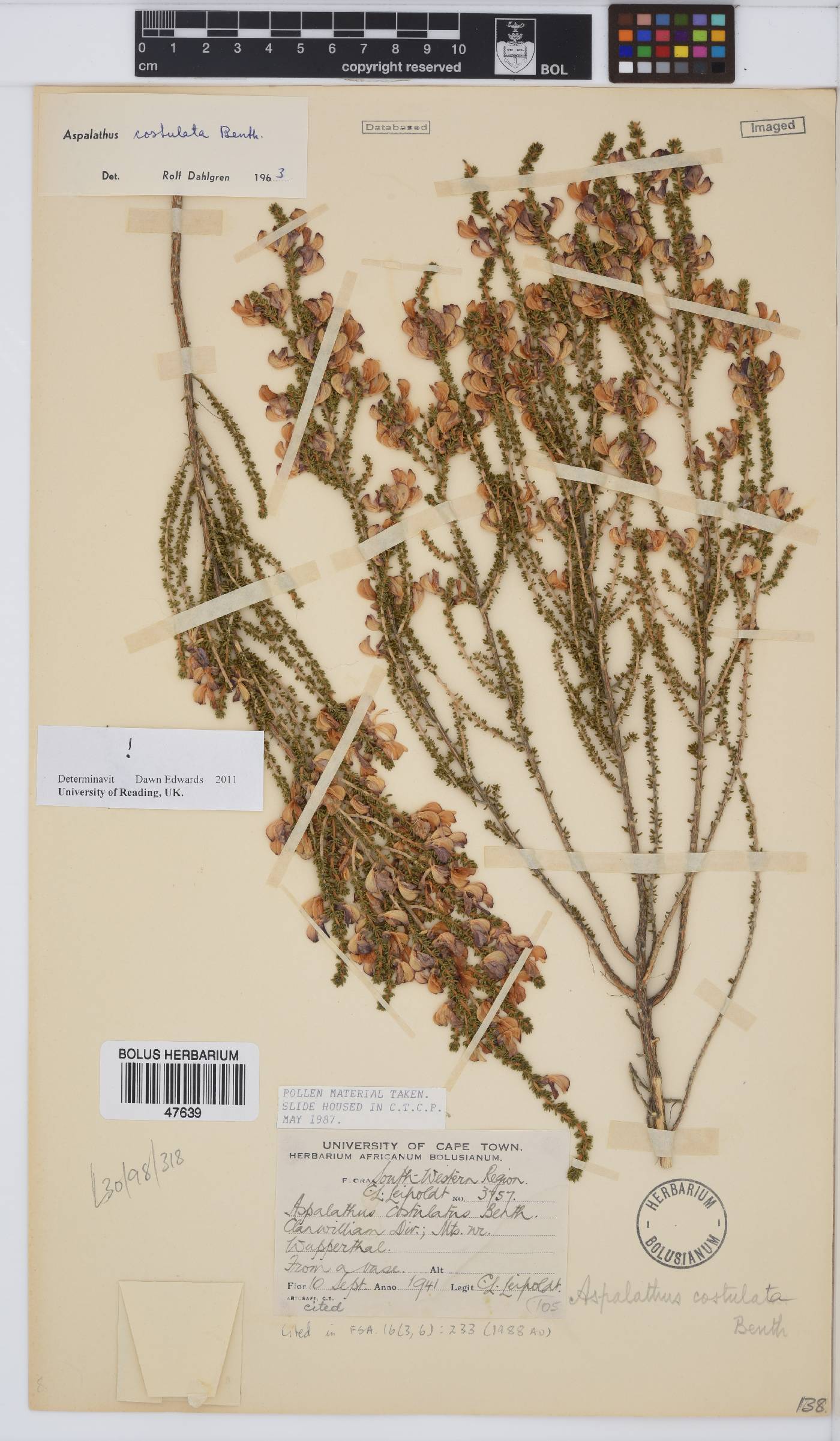 Aspalathus costulata image