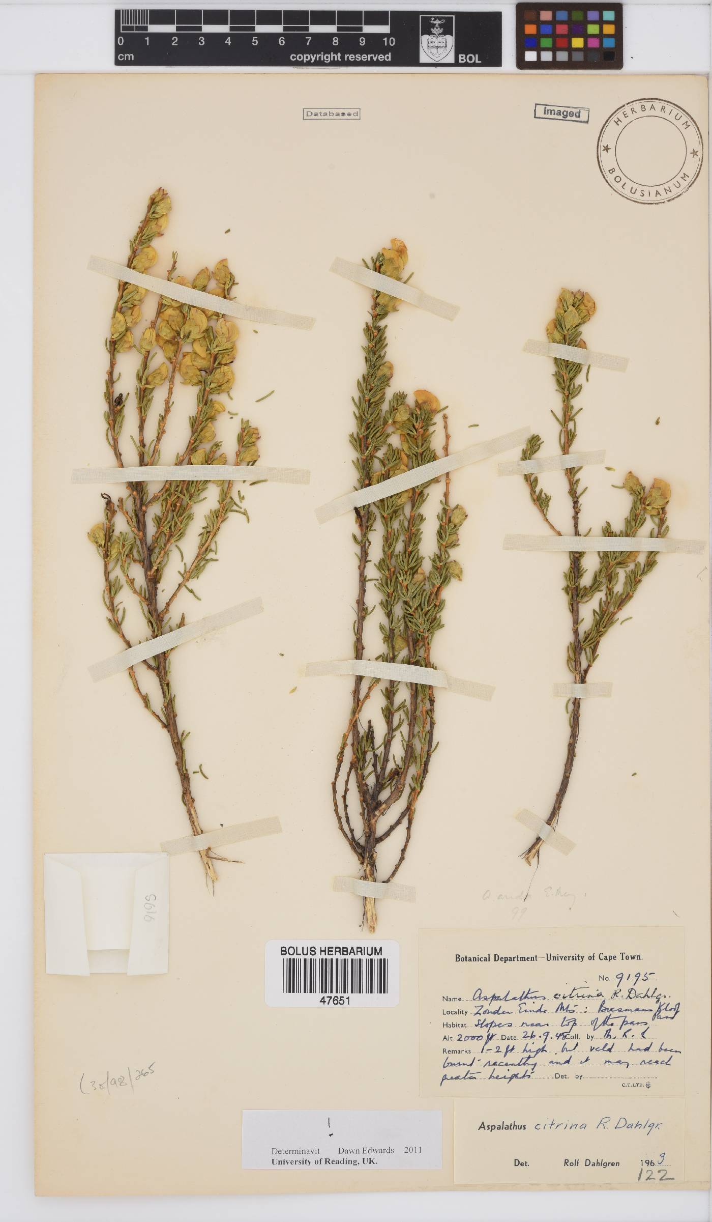 Aspalathus citrina image