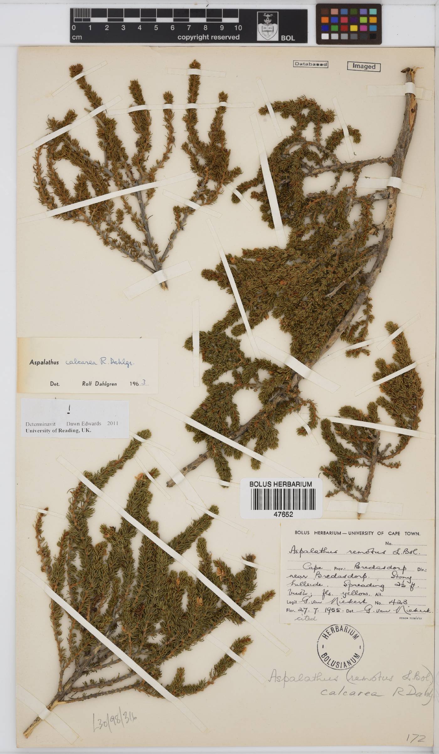 Aspalathus calcarea image