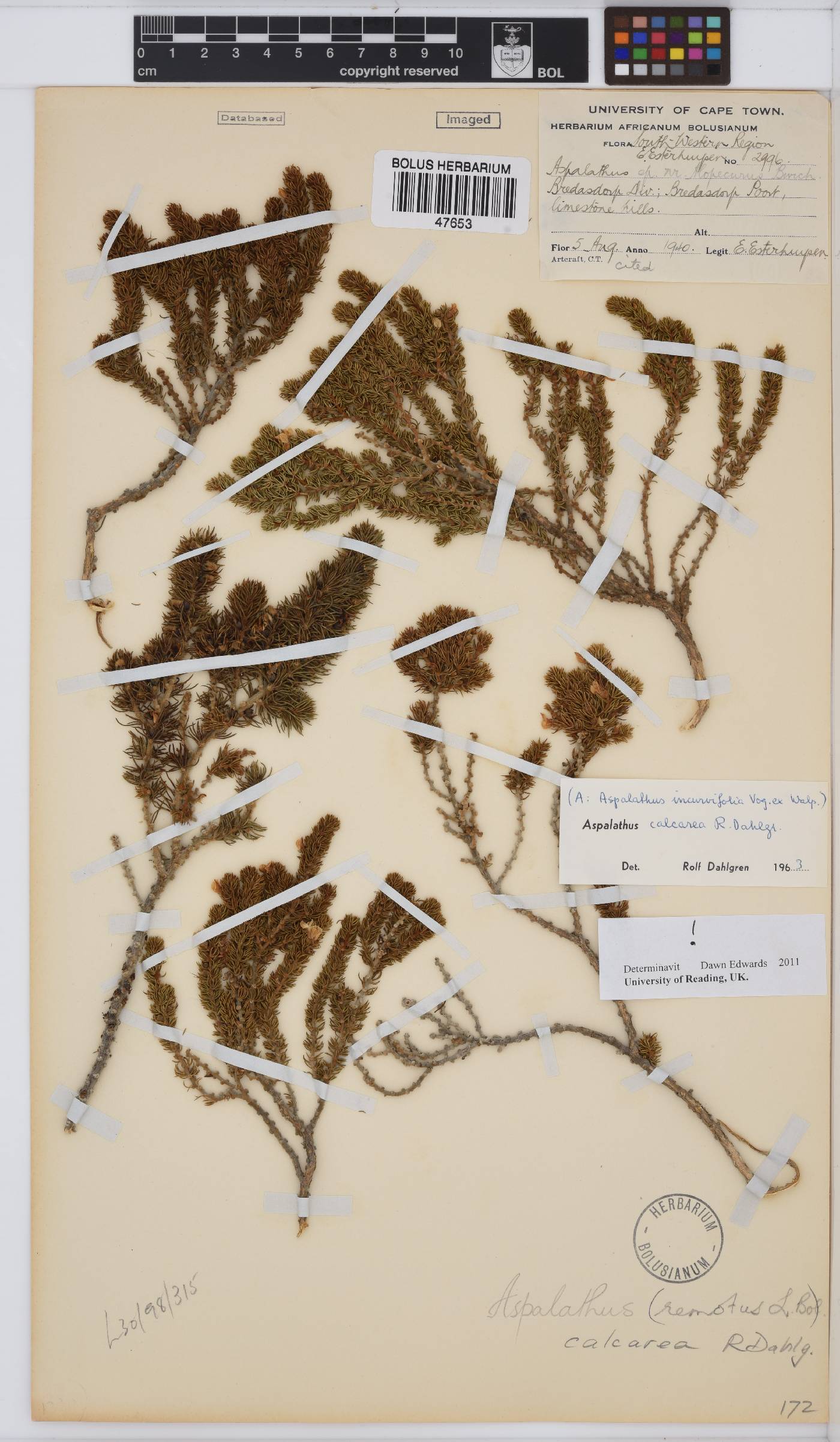 Aspalathus calcarea image