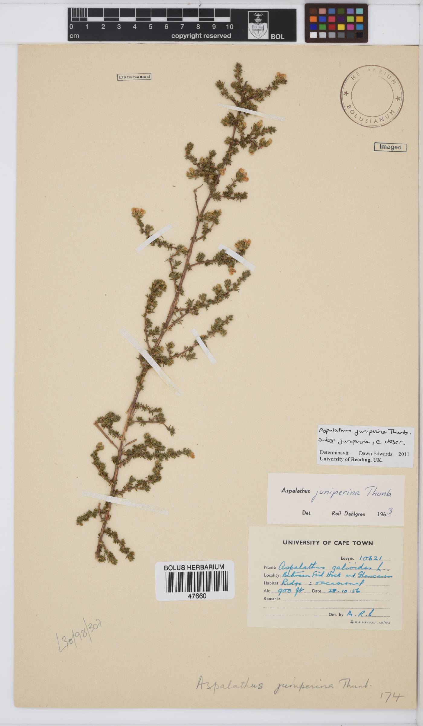 Aspalathus juniperina image