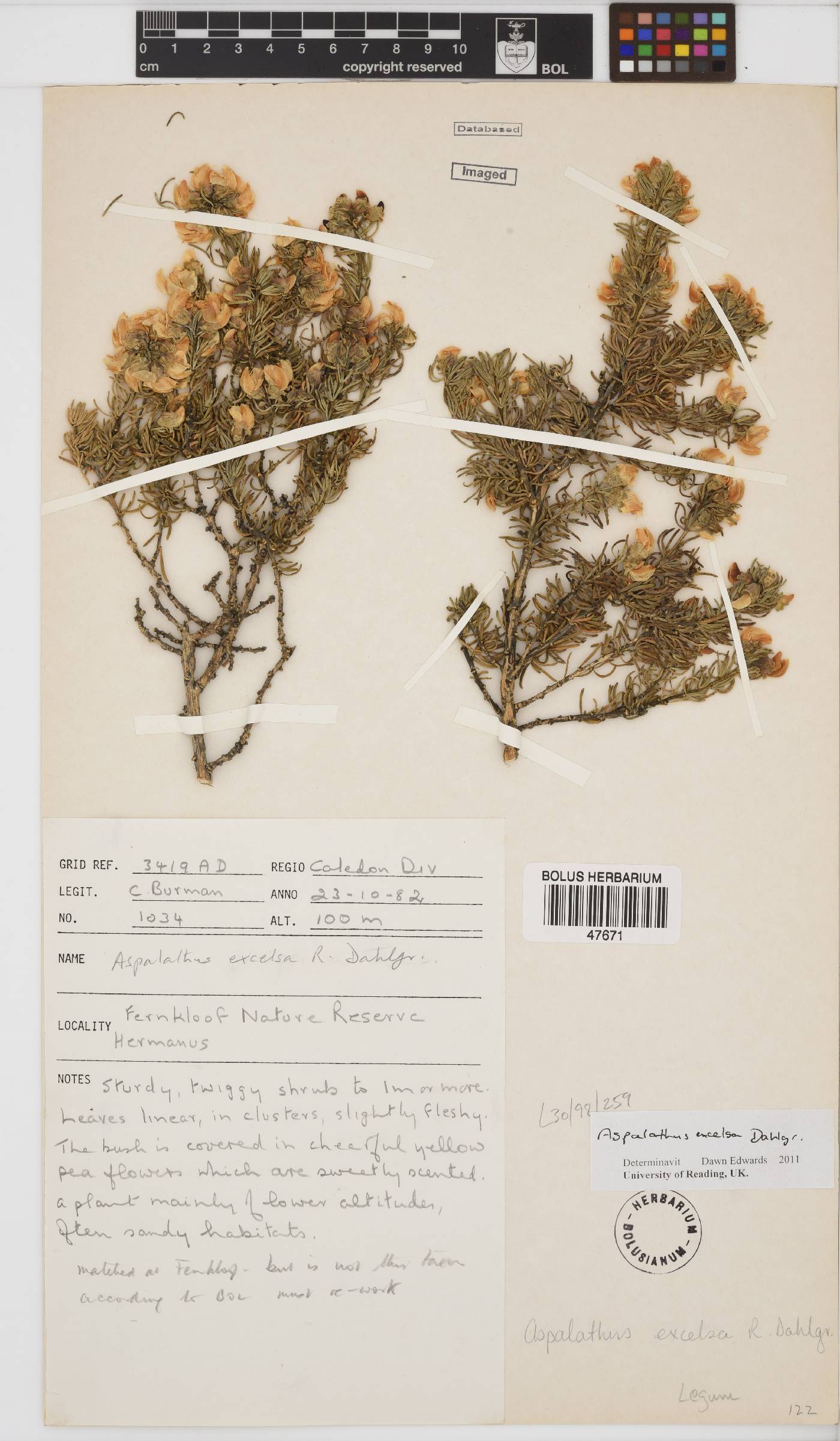 Aspalathus excelsa image