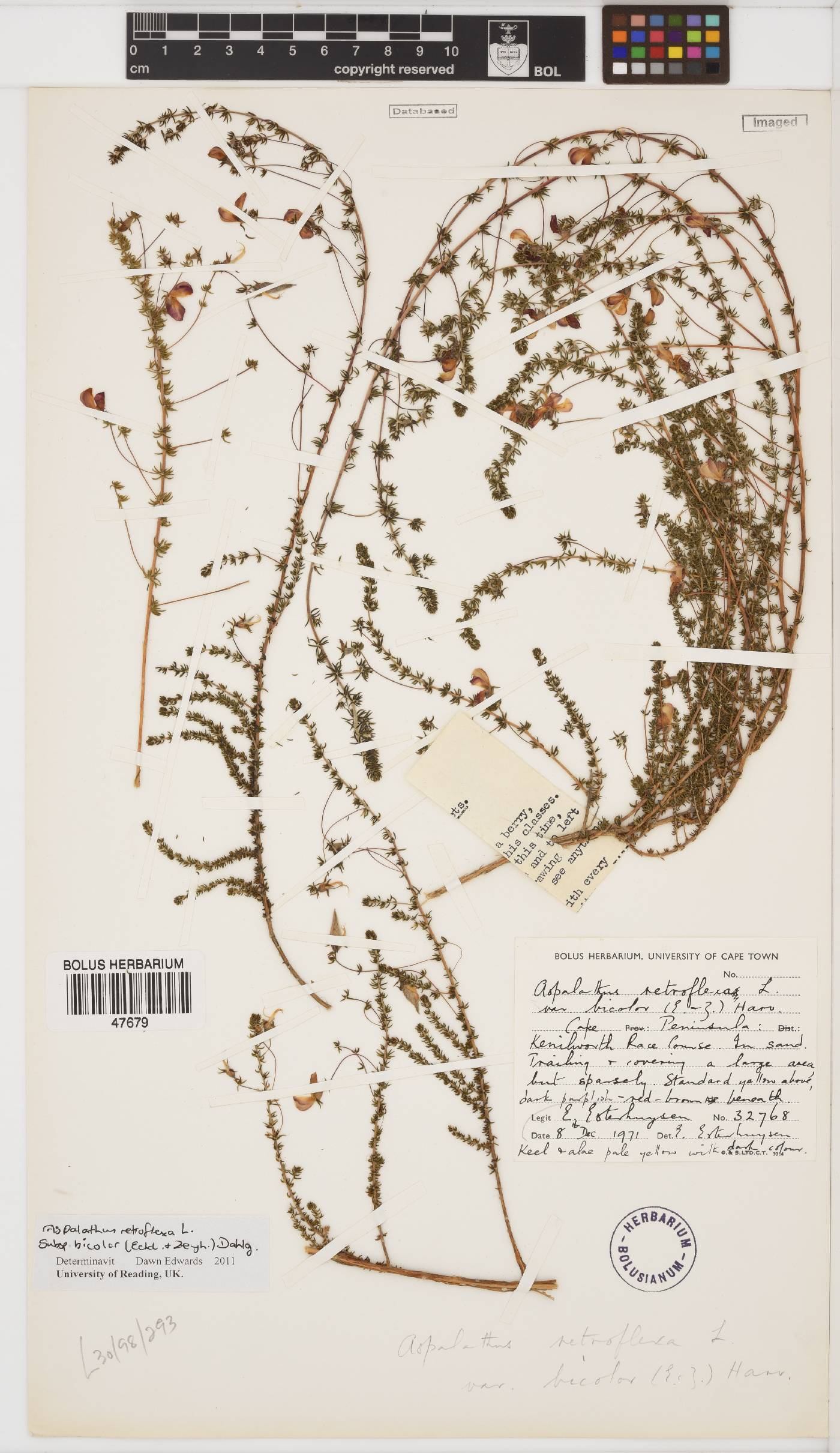 Aspalathus retroflexa subsp. bicolor image