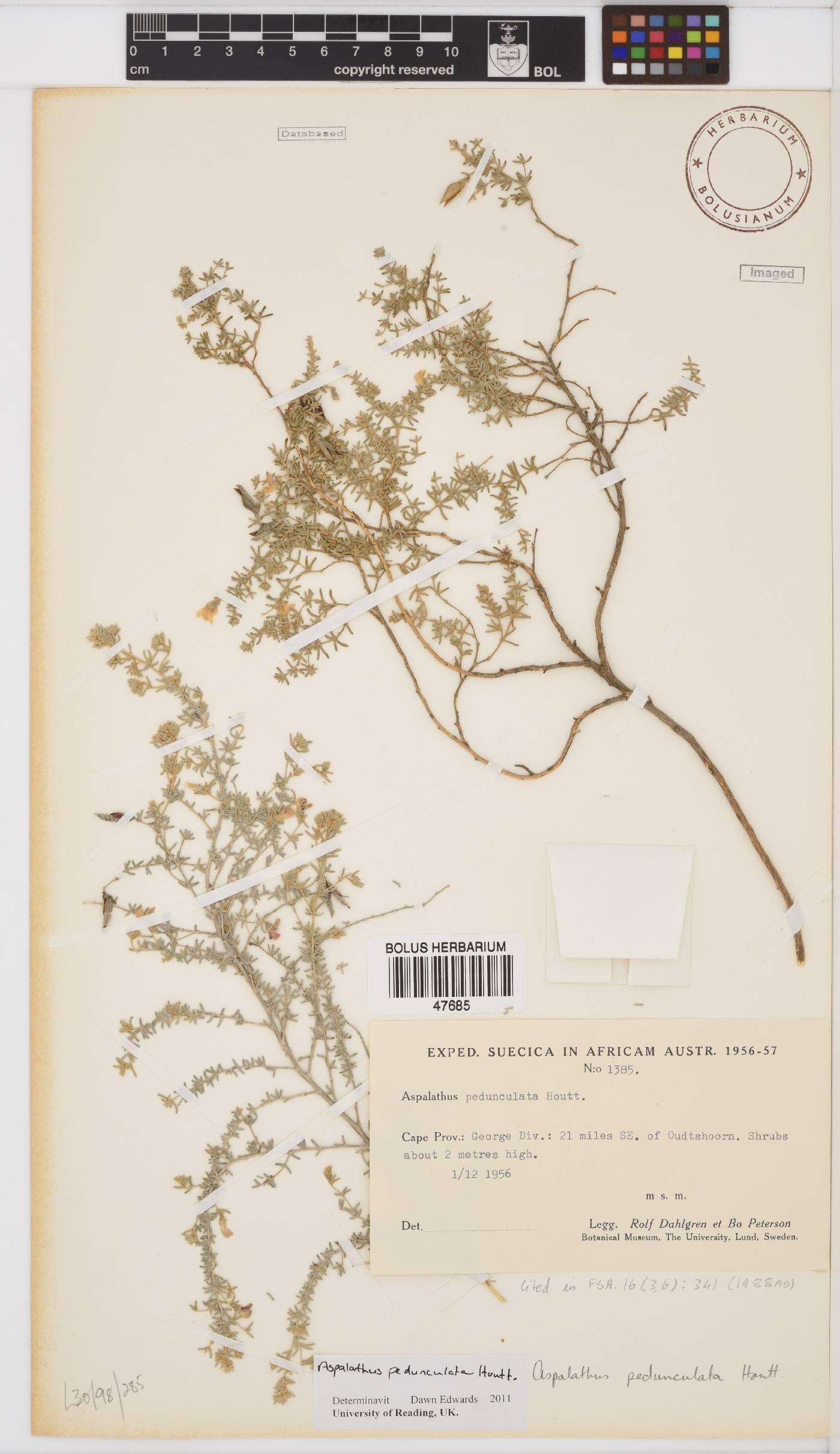 Aspalathus pedunculata image