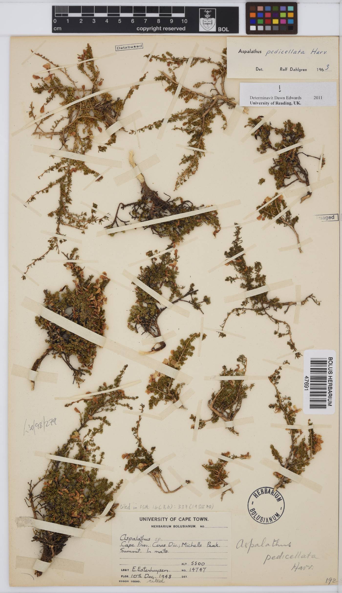Aspalathus pedicellata image