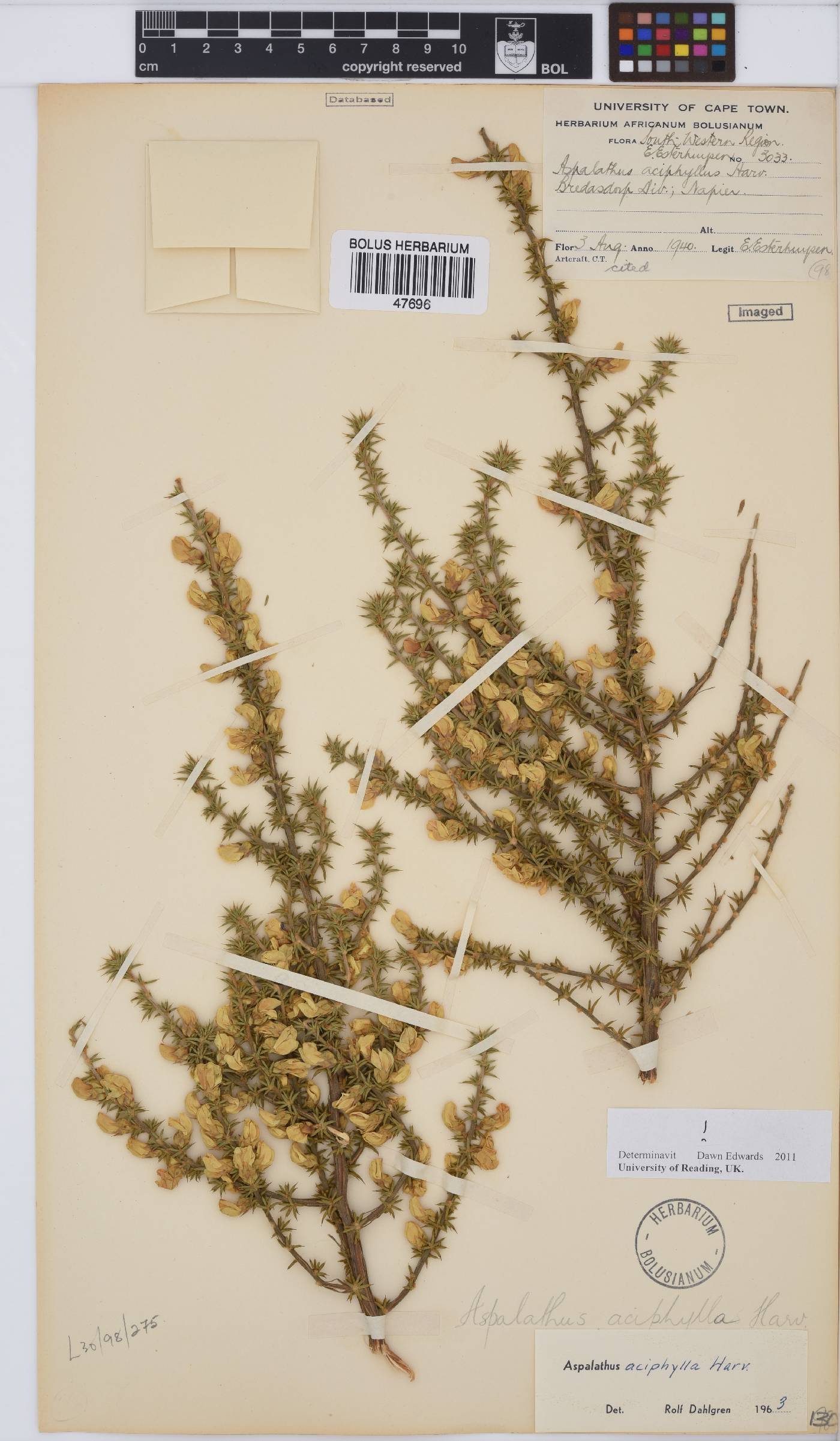 Aspalathus aciphylla image