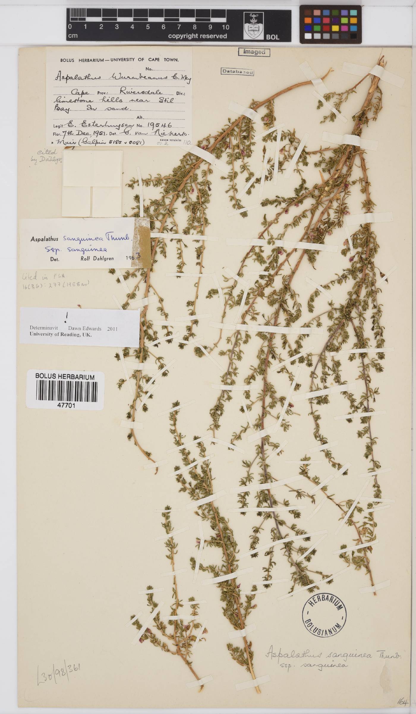 Aspalathus sanguinea image