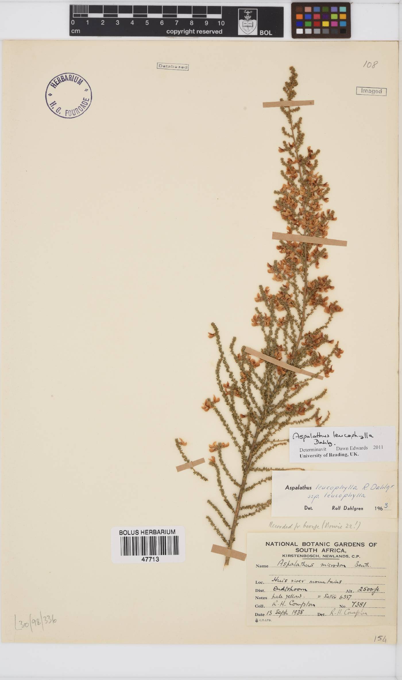 Aspalathus leucophylla image