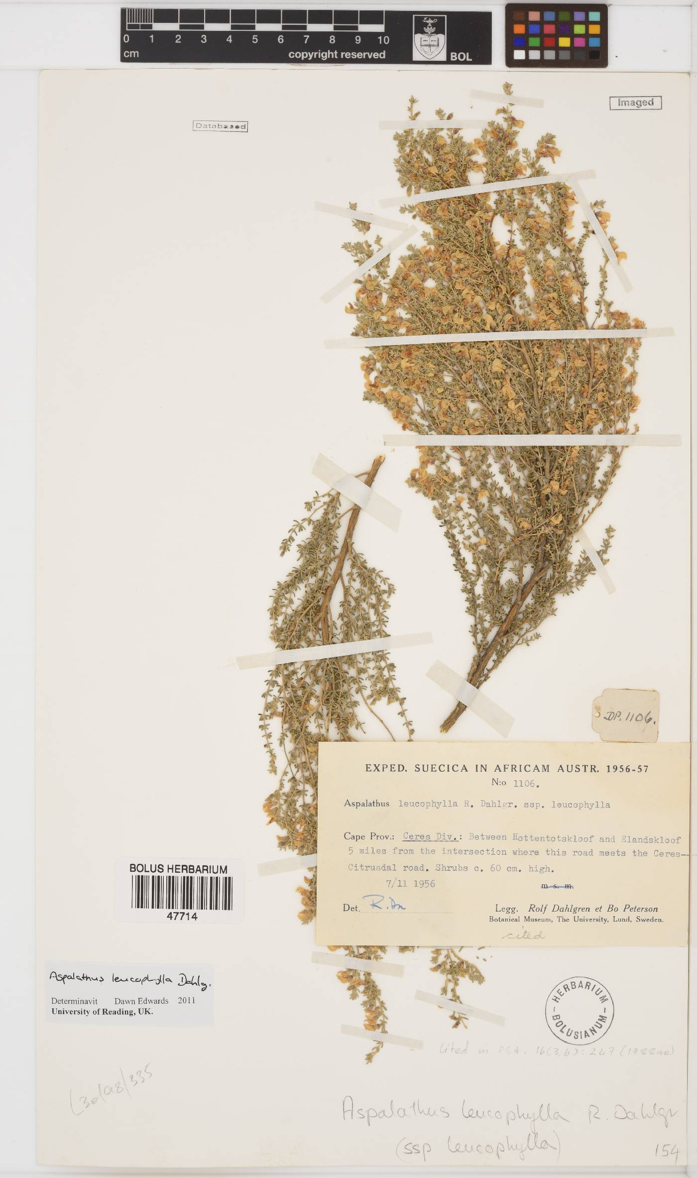 Aspalathus leucophylla image