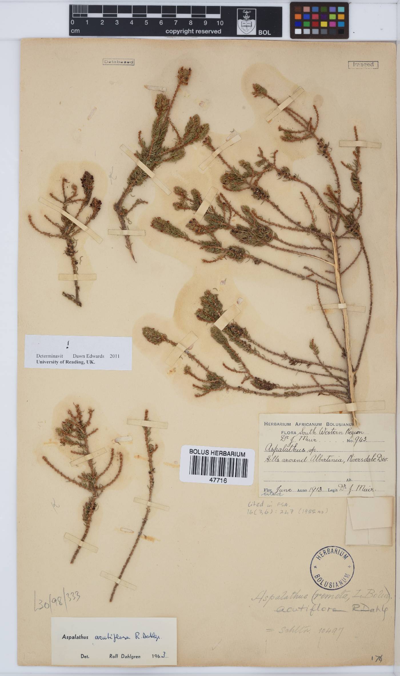Aspalathus acutiflora image