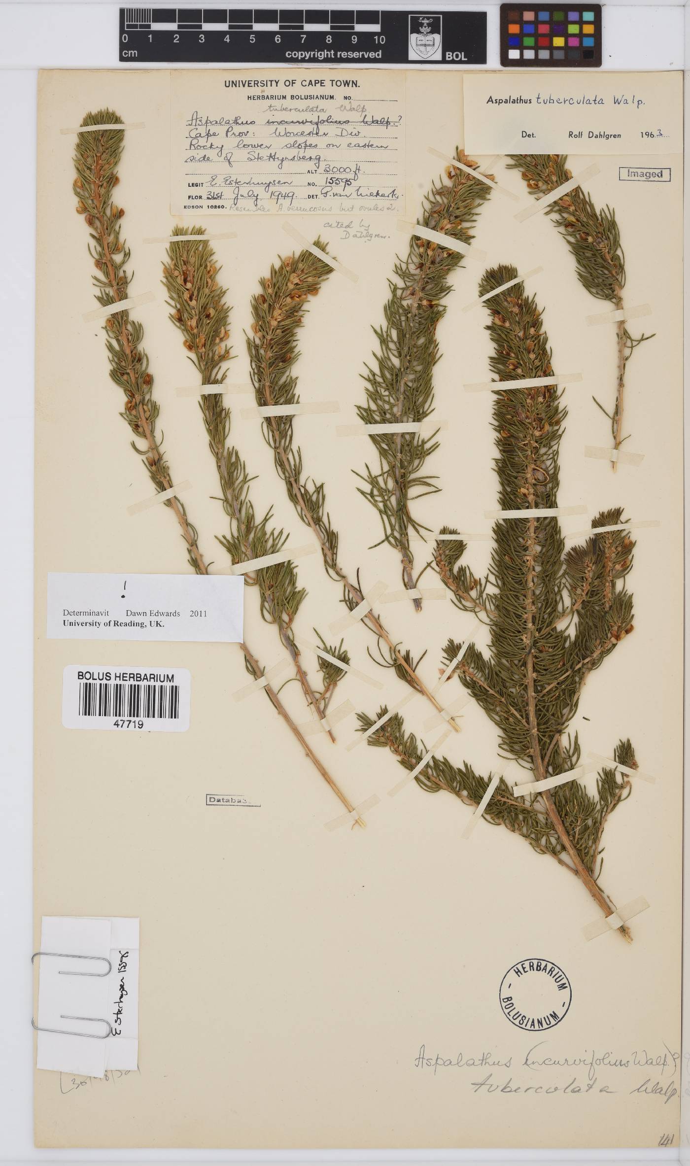 Aspalathus tuberculata image