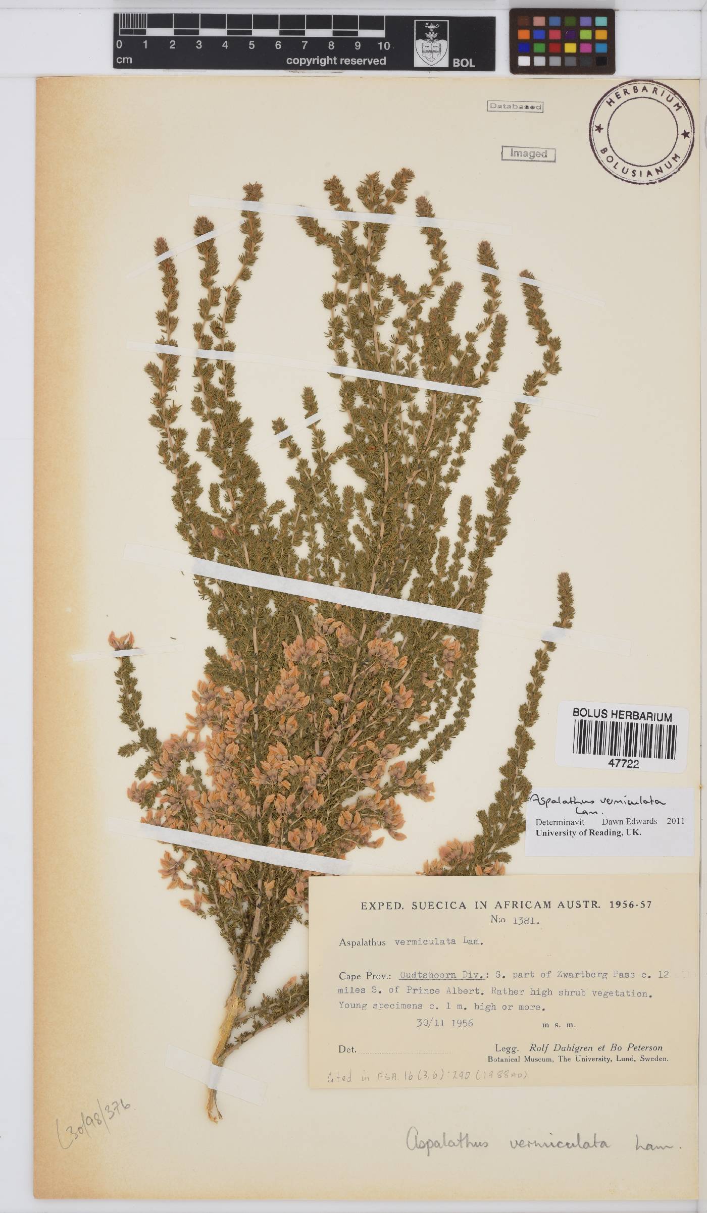 Aspalathus vermiculata image