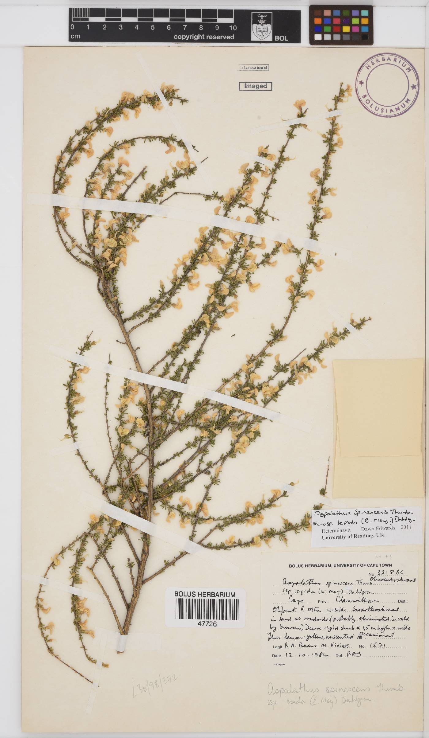 Aspalathus spinescens image